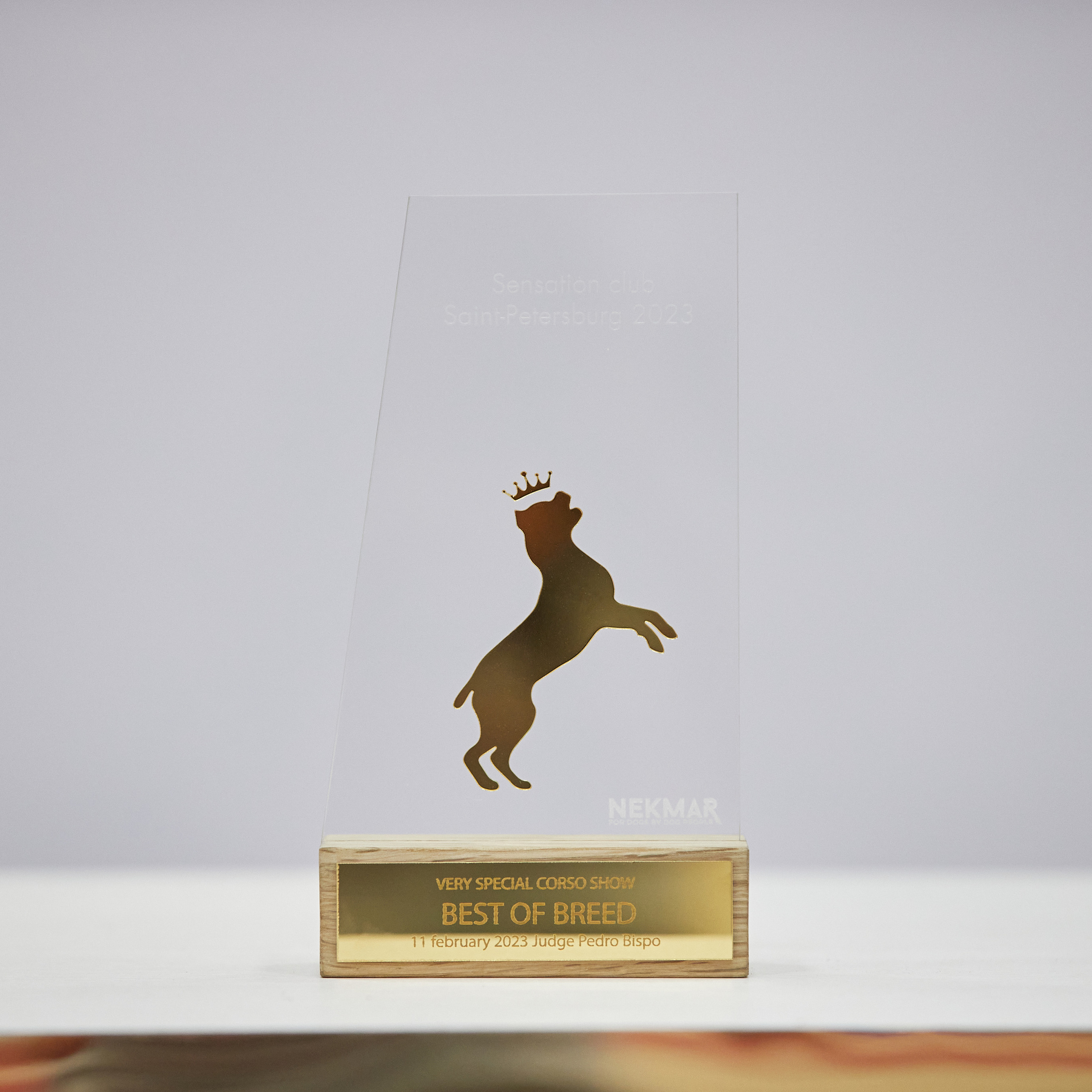 11.02.23 ВЫСТАВКА СОБАК ВСЕХ ПОРОД (CAC, ЧФ) «СЕНСАЦИЯ-2023». Кинологический клуб РКФ РФСС СЕНСАЦИЯ