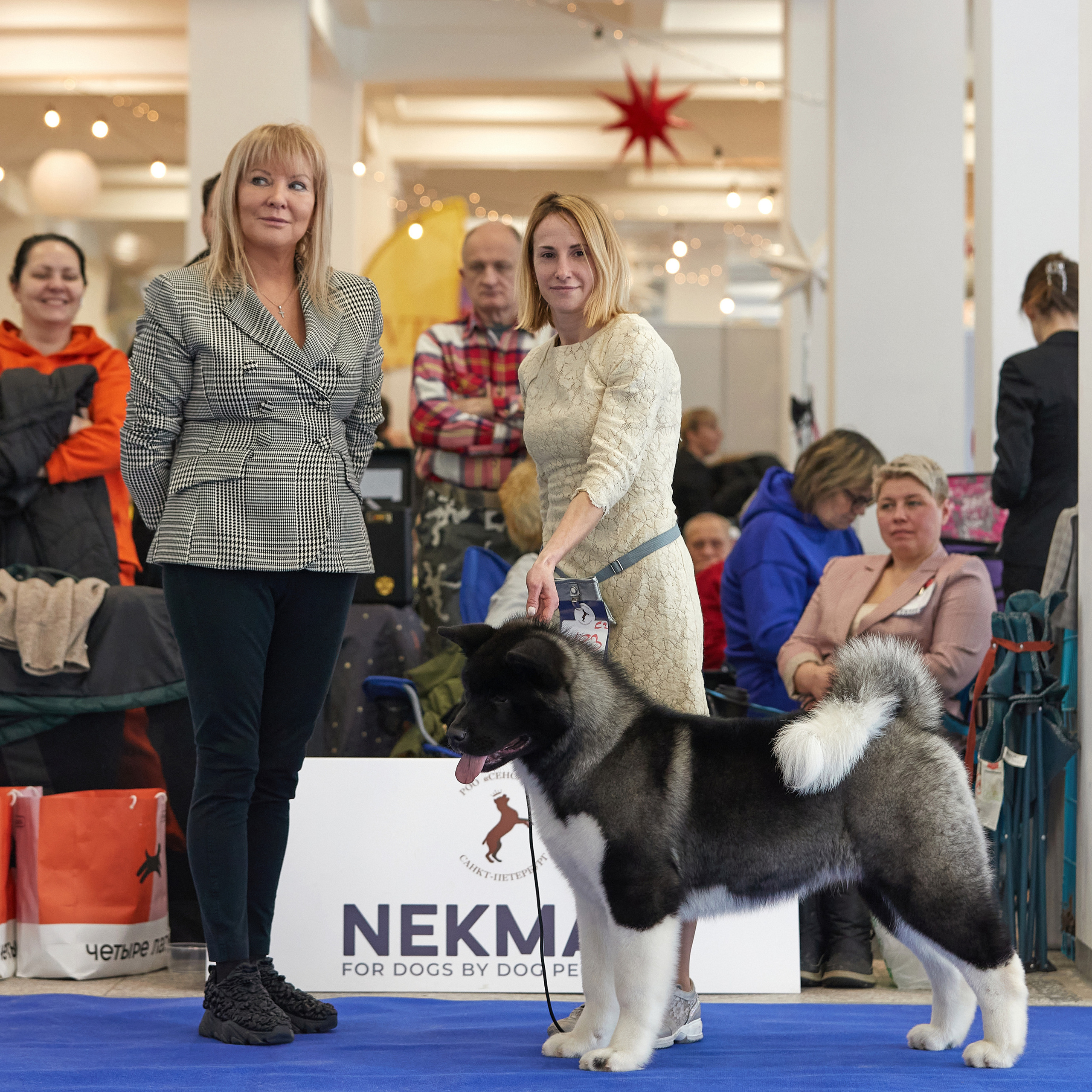 11.02.23 ВЫСТАВКА СОБАК ВСЕХ ПОРОД (CAC, ЧФ) «СЕНСАЦИЯ-2023». Кинологический клуб РКФ РФСС СЕНСАЦИЯ