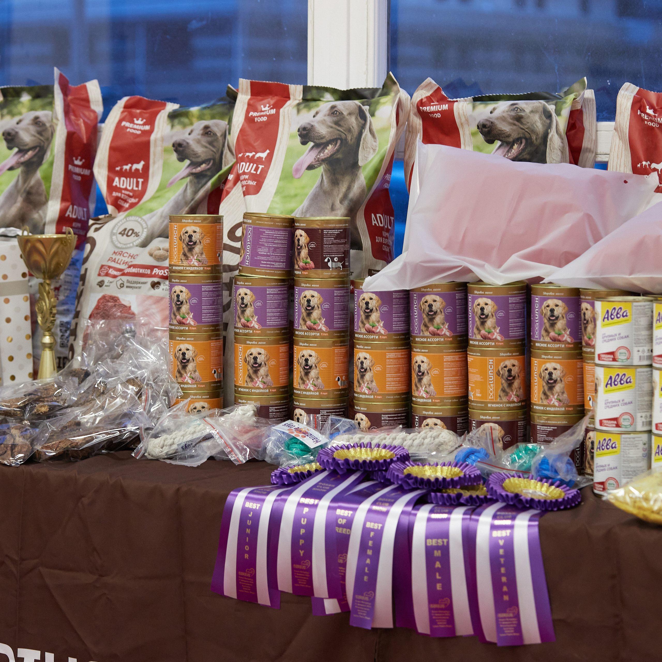 11.02.23 ВЫСТАВКА СОБАК ВСЕХ ПОРОД (CAC, ЧФ) «СЕНСАЦИЯ-2023». Кинологический клуб РКФ РФСС СЕНСАЦИЯ