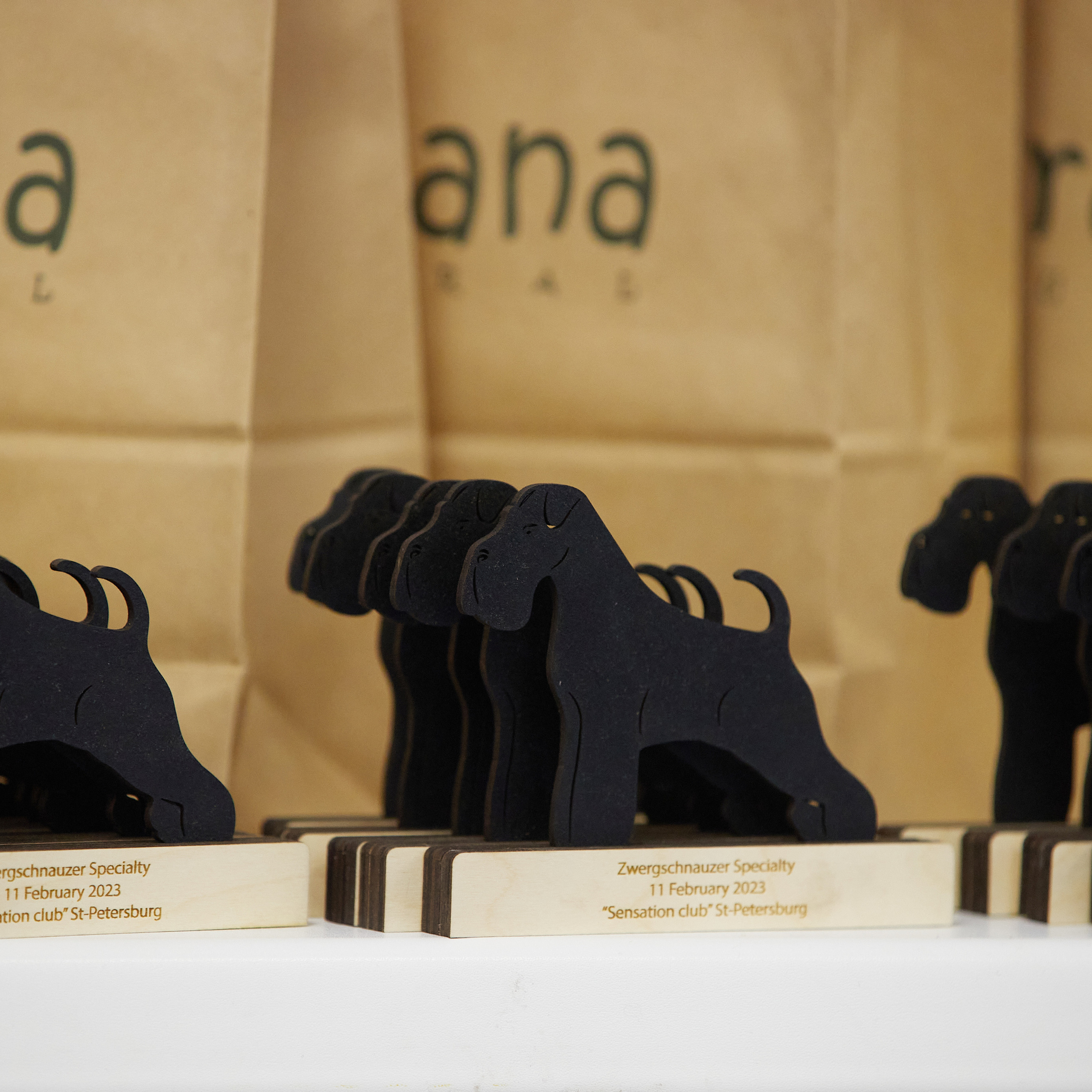 11.02.23 ВЫСТАВКА СОБАК ВСЕХ ПОРОД (CAC, ЧФ) «СЕНСАЦИЯ-2023». Кинологический клуб РКФ РФСС СЕНСАЦИЯ