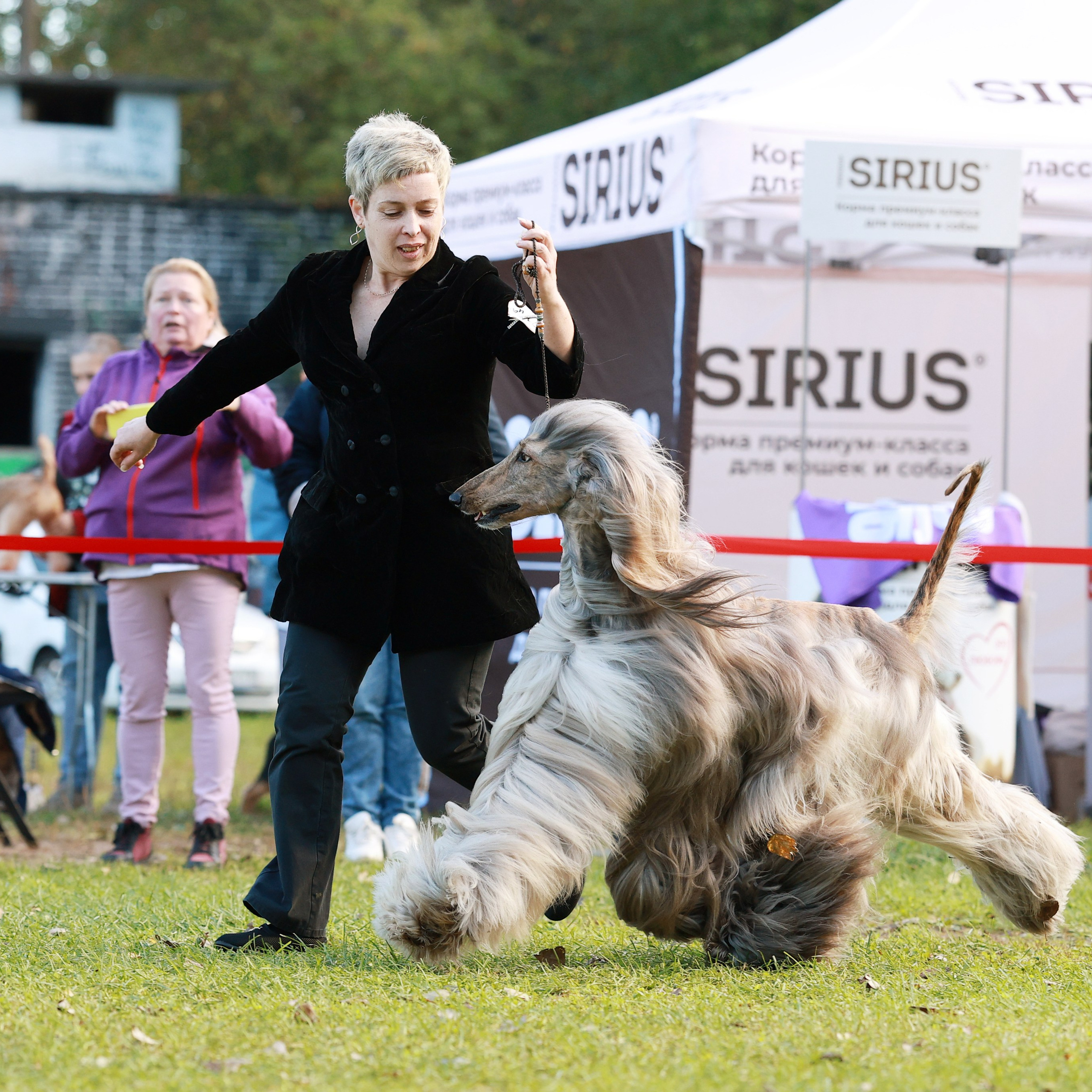 27-28.09.2025 ВЫСТАВКИ СОБАК ВСЕХ ПОРОД (САС, ЧРКФ, ЧФ). Кинологический клуб РКФ РФСС СЕНСАЦИЯ
