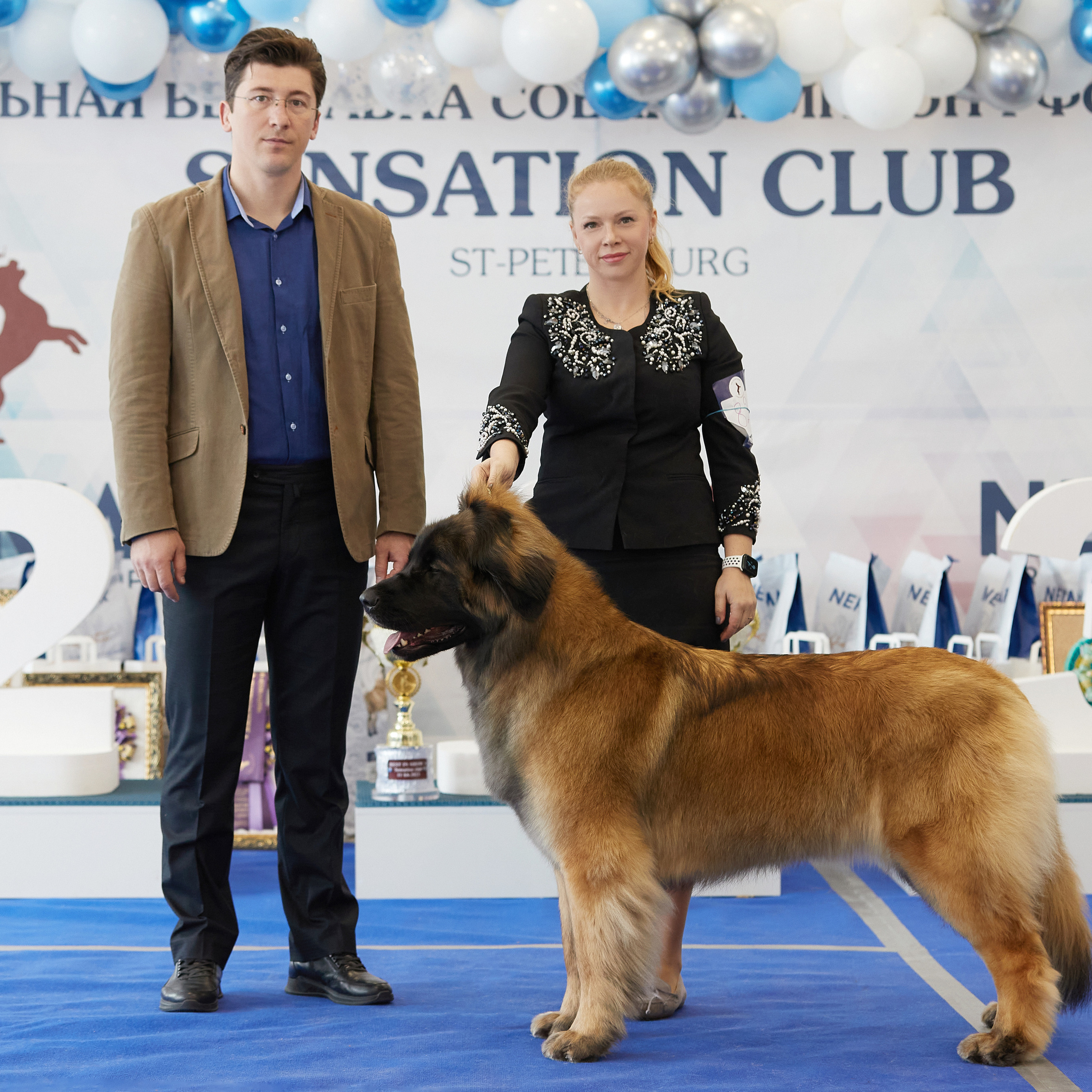 11.02.23 ВЫСТАВКА СОБАК ВСЕХ ПОРОД (CAC, ЧФ) «СЕНСАЦИЯ-2023». Кинологический клуб РКФ РФСС СЕНСАЦИЯ