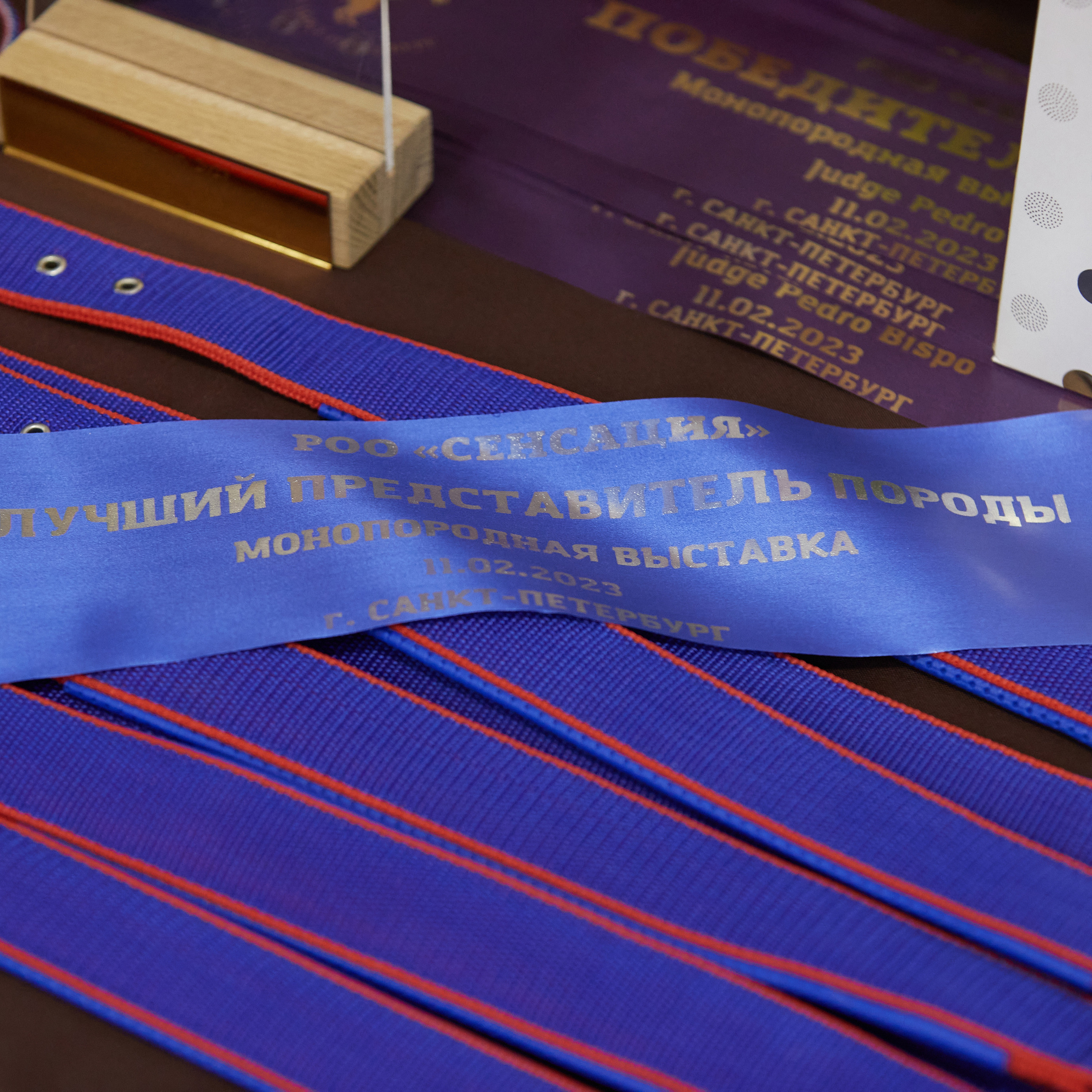 11.02.23 ВЫСТАВКА СОБАК ВСЕХ ПОРОД (CAC, ЧФ) «СЕНСАЦИЯ-2023». Кинологический клуб РКФ РФСС СЕНСАЦИЯ