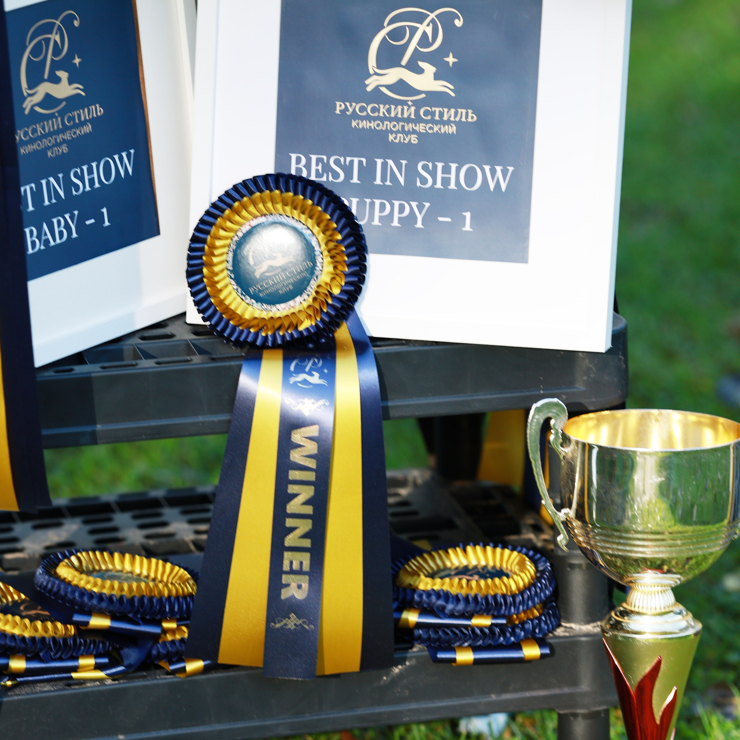 27-28.09.2025 ВЫСТАВКИ СОБАК ВСЕХ ПОРОД (САС, ЧРКФ, ЧФ). Кинологический клуб РКФ РФСС СЕНСАЦИЯ