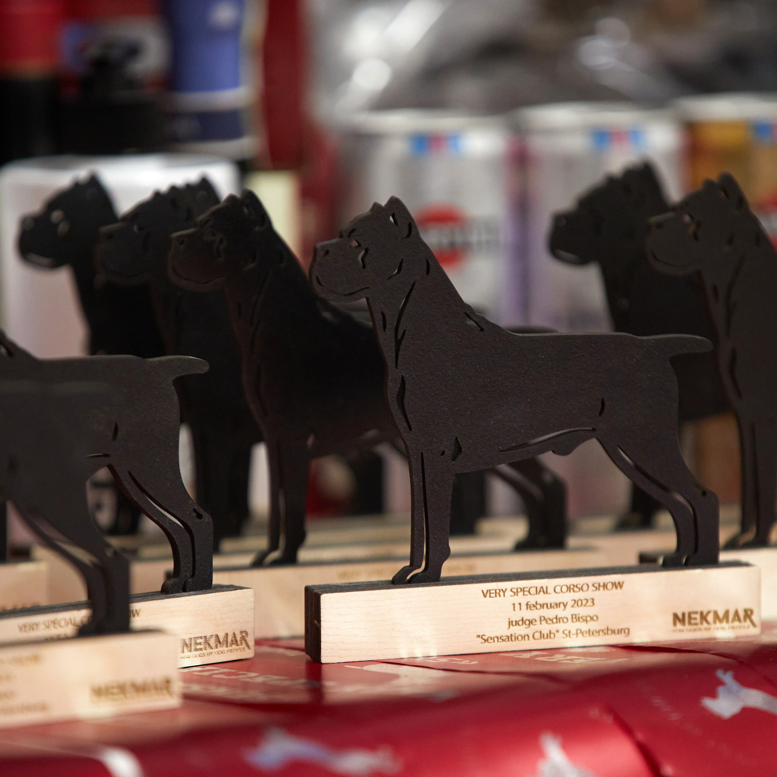 11.02.23 ВЫСТАВКА СОБАК ВСЕХ ПОРОД (CAC, ЧФ) «СЕНСАЦИЯ-2023». Кинологический клуб РКФ РФСС СЕНСАЦИЯ