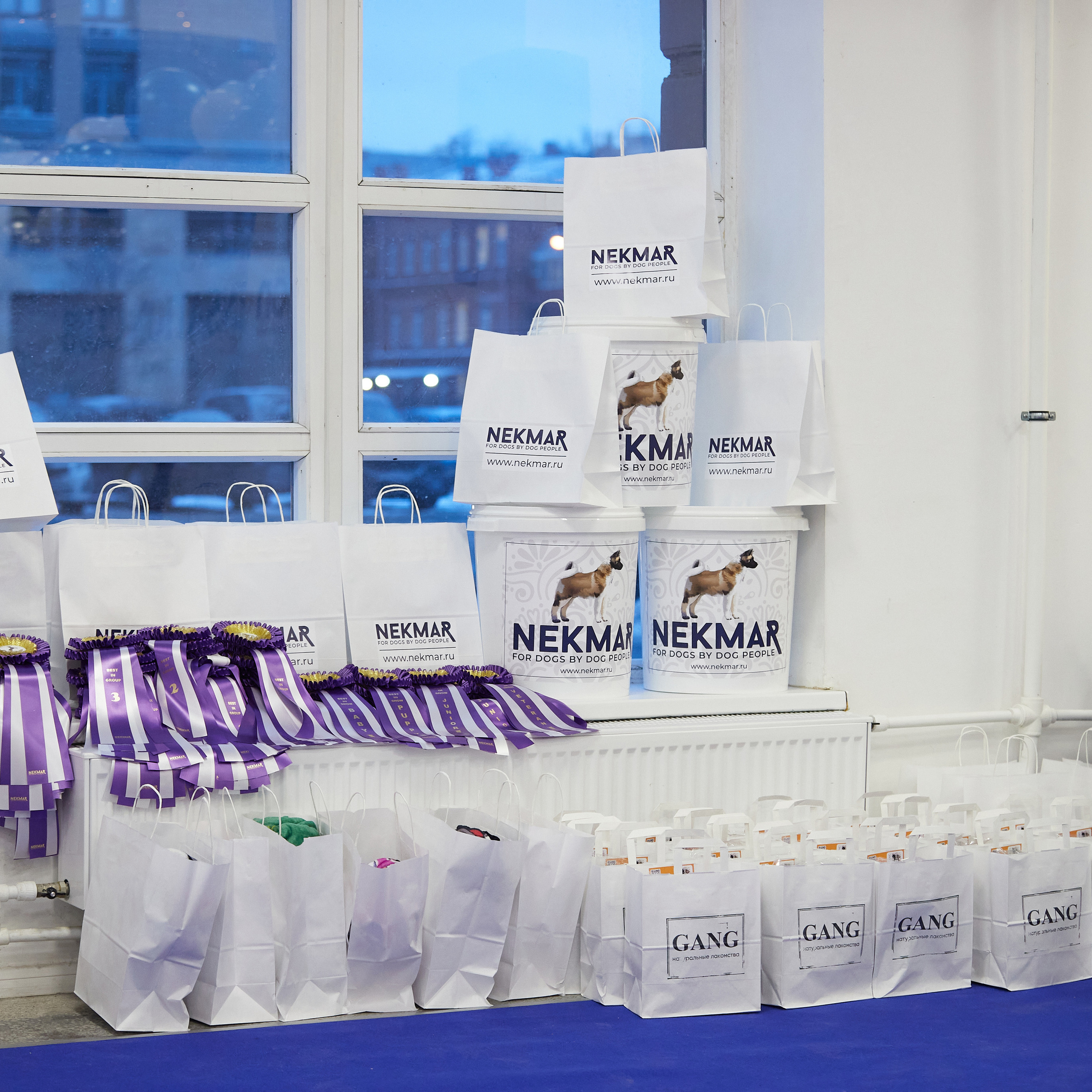 11.02.23 ВЫСТАВКА СОБАК ВСЕХ ПОРОД (CAC, ЧФ) «СЕНСАЦИЯ-2023». Кинологический клуб РКФ РФСС СЕНСАЦИЯ