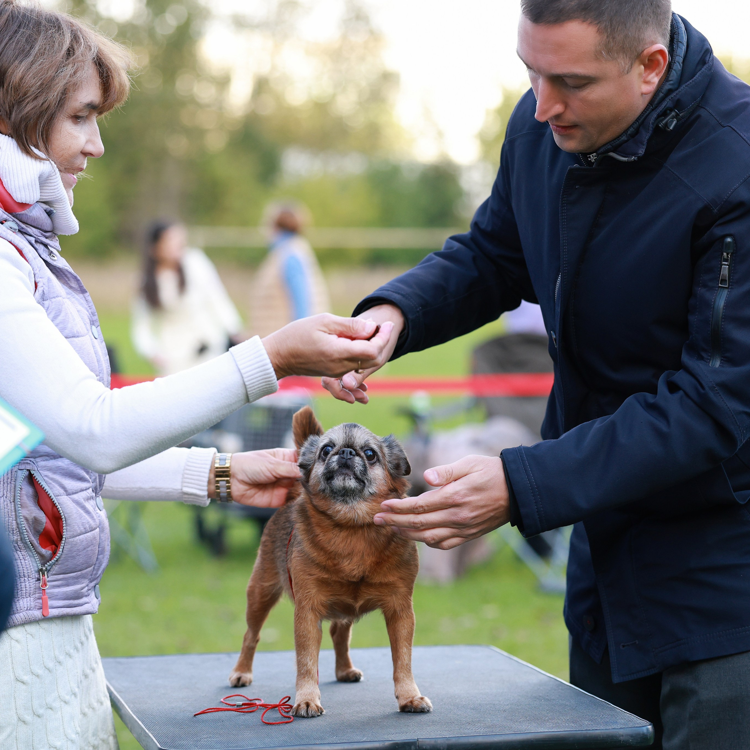 27-28.09.2025 ВЫСТАВКИ СОБАК ВСЕХ ПОРОД (САС, ЧРКФ, ЧФ). Кинологический клуб РКФ РФСС СЕНСАЦИЯ