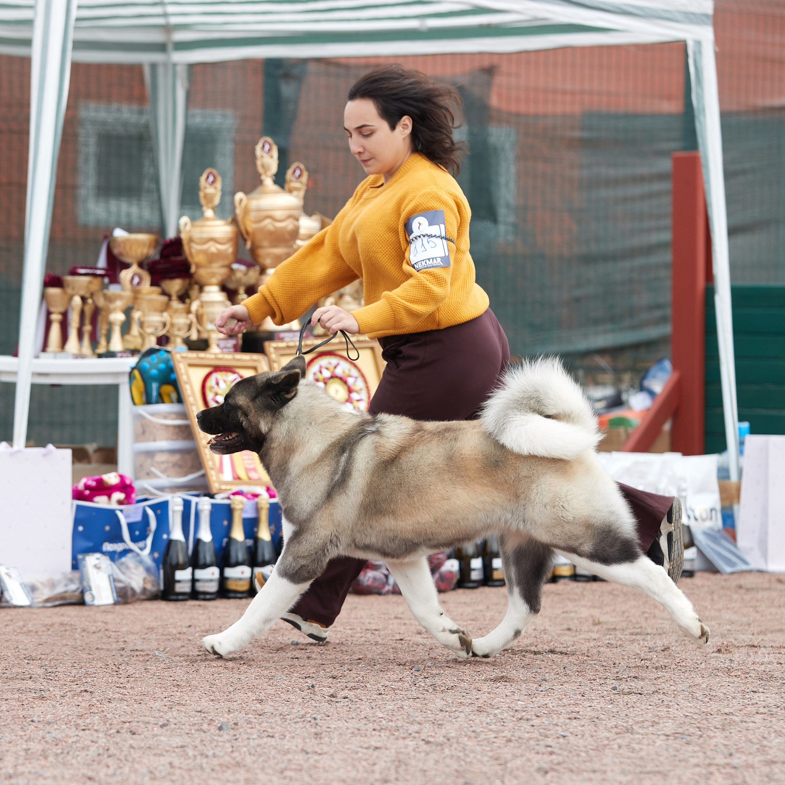 18.09.22 ВЫСТАВКА СОБАК ВСЕХ ПОРОД (CAC, ЧФ) «СЕНСАЦИЯ-2022». Кинологический клуб РКФ РФСС СЕНСАЦИЯ