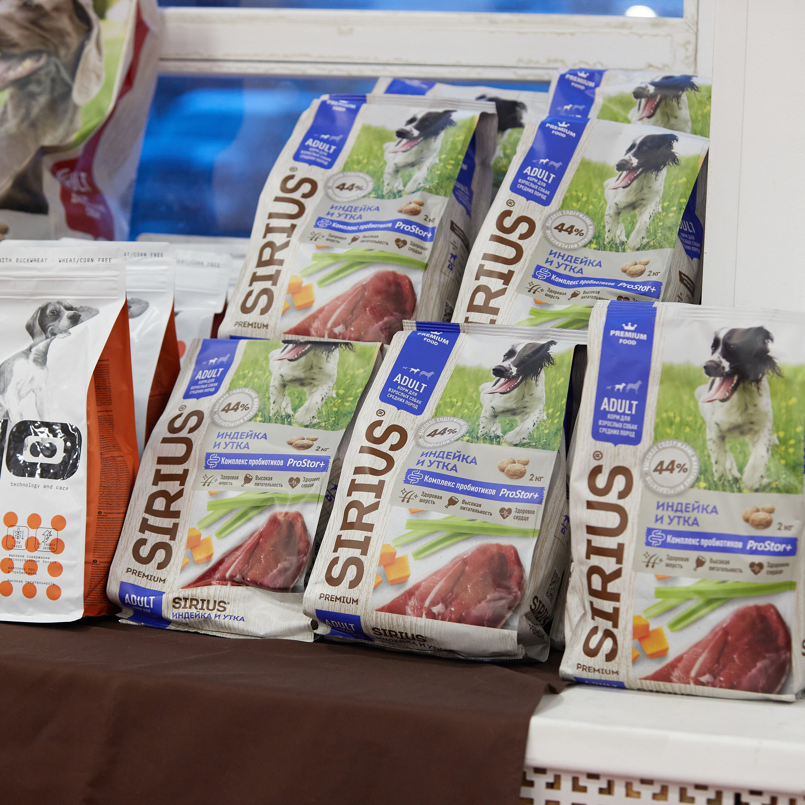 11.02.23 ВЫСТАВКА СОБАК ВСЕХ ПОРОД (CAC, ЧФ) «СЕНСАЦИЯ-2023». Кинологический клуб РКФ РФСС СЕНСАЦИЯ