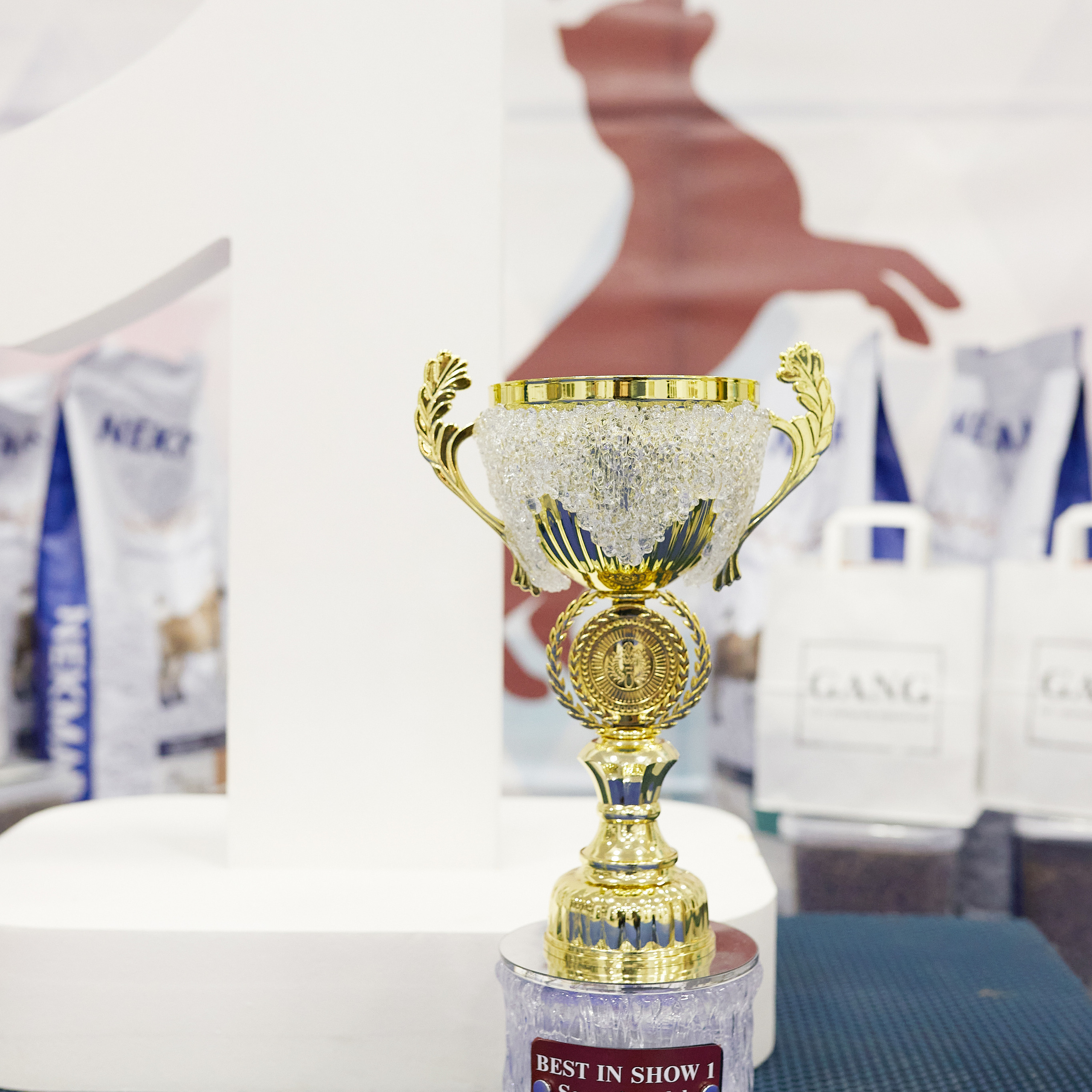 11.02.23 ВЫСТАВКА СОБАК ВСЕХ ПОРОД (CAC, ЧФ) «СЕНСАЦИЯ-2023». Кинологический клуб РКФ РФСС СЕНСАЦИЯ