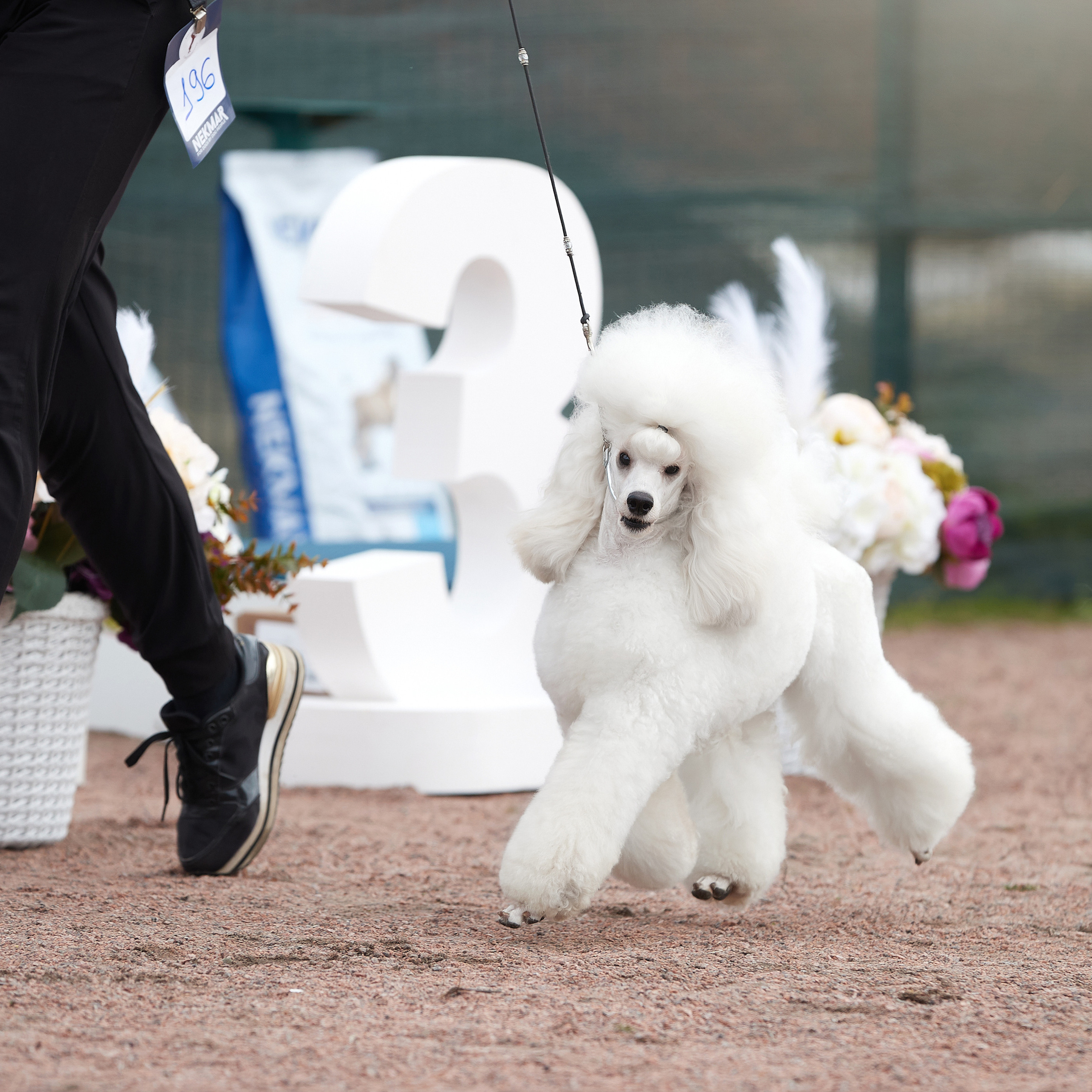 18.09.22 ВЫСТАВКА СОБАК ВСЕХ ПОРОД (CAC, ЧФ) «СЕНСАЦИЯ-2022». Кинологический клуб РКФ РФСС СЕНСАЦИЯ