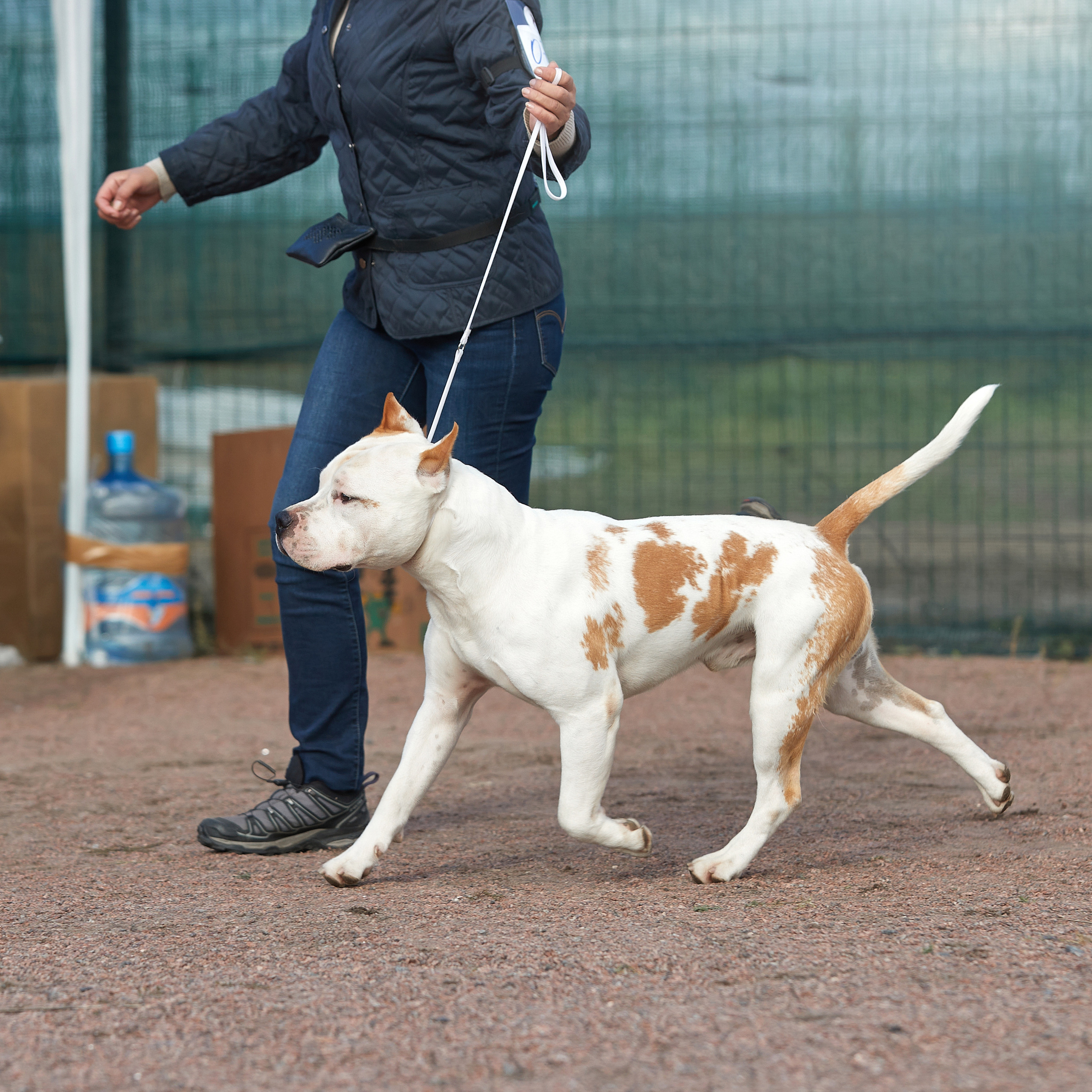 18.09.22 ВЫСТАВКА СОБАК ВСЕХ ПОРОД (CAC, ЧФ) «СЕНСАЦИЯ-2022». Кинологический клуб РКФ РФСС СЕНСАЦИЯ