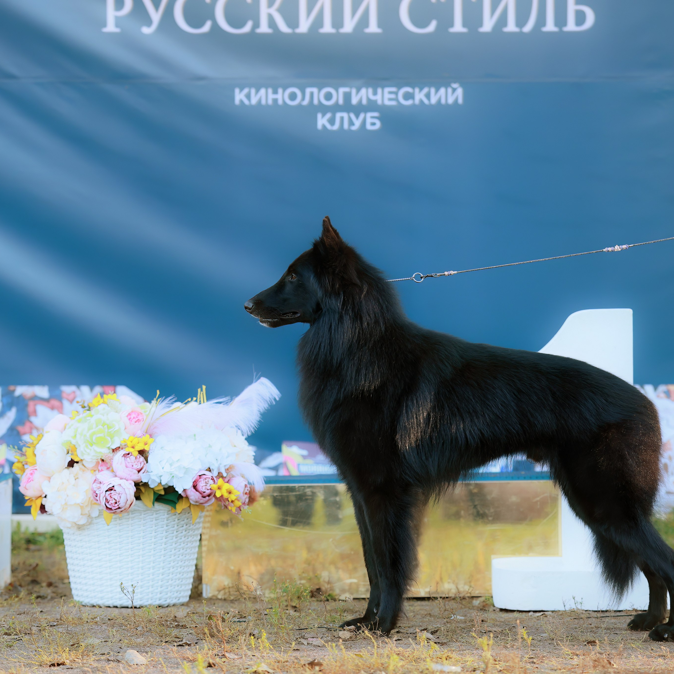 27-28.09.2025 ВЫСТАВКИ СОБАК ВСЕХ ПОРОД (САС, ЧРКФ, ЧФ). Кинологический клуб РКФ РФСС СЕНСАЦИЯ