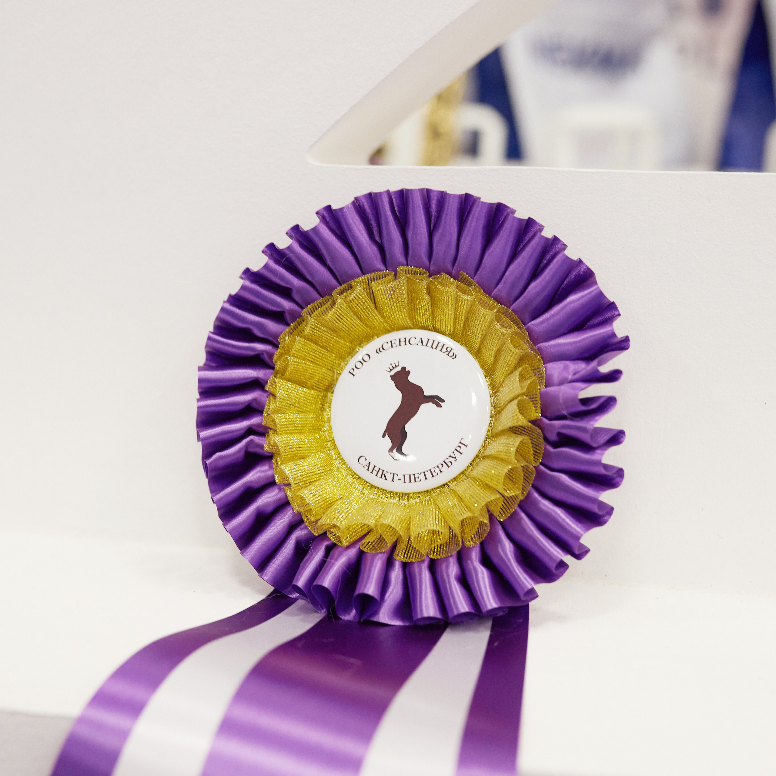 11.02.23 ВЫСТАВКА СОБАК ВСЕХ ПОРОД (CAC, ЧФ) «СЕНСАЦИЯ-2023». Кинологический клуб РКФ РФСС СЕНСАЦИЯ