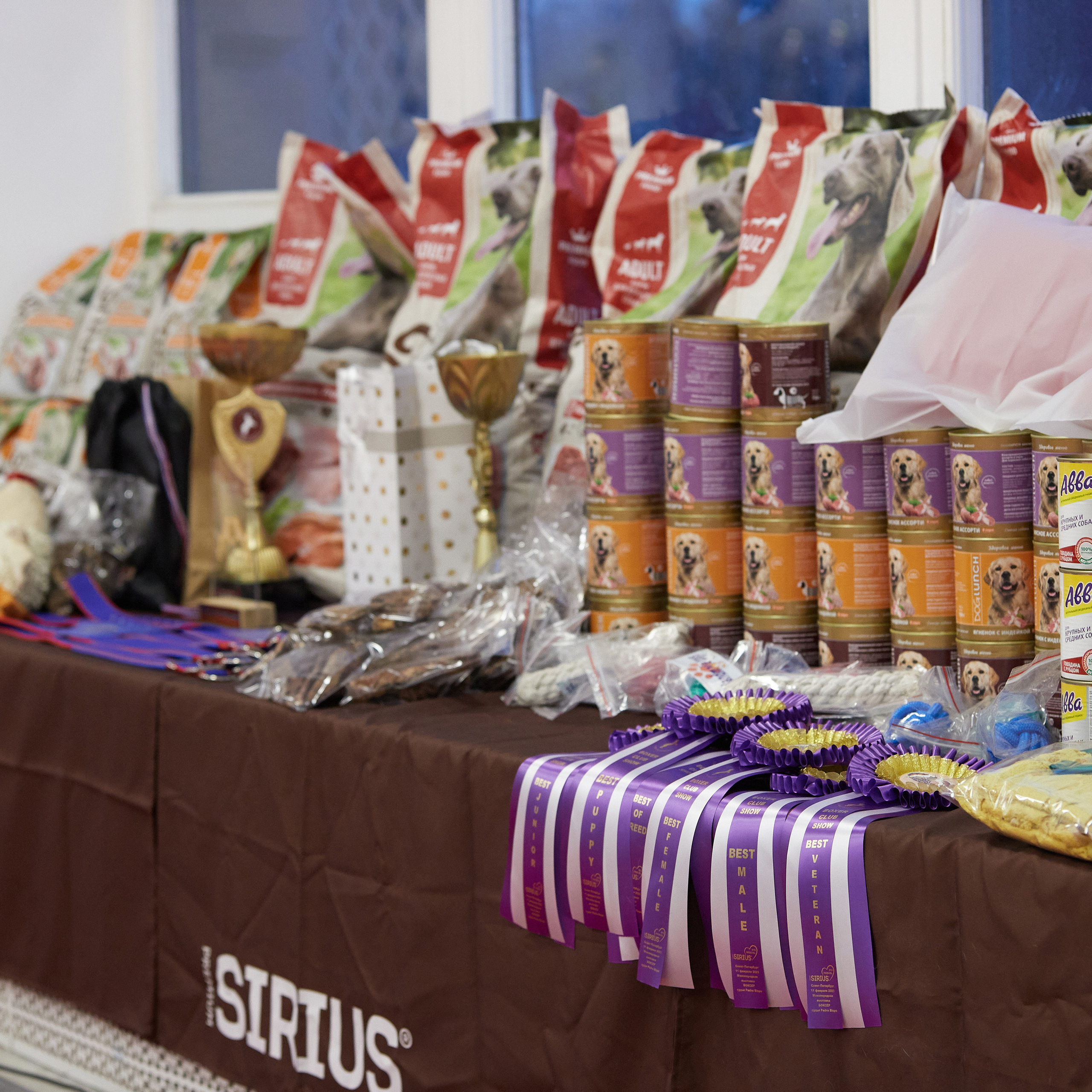 11.02.23 ВЫСТАВКА СОБАК ВСЕХ ПОРОД (CAC, ЧФ) «СЕНСАЦИЯ-2023». Кинологический клуб РКФ РФСС СЕНСАЦИЯ