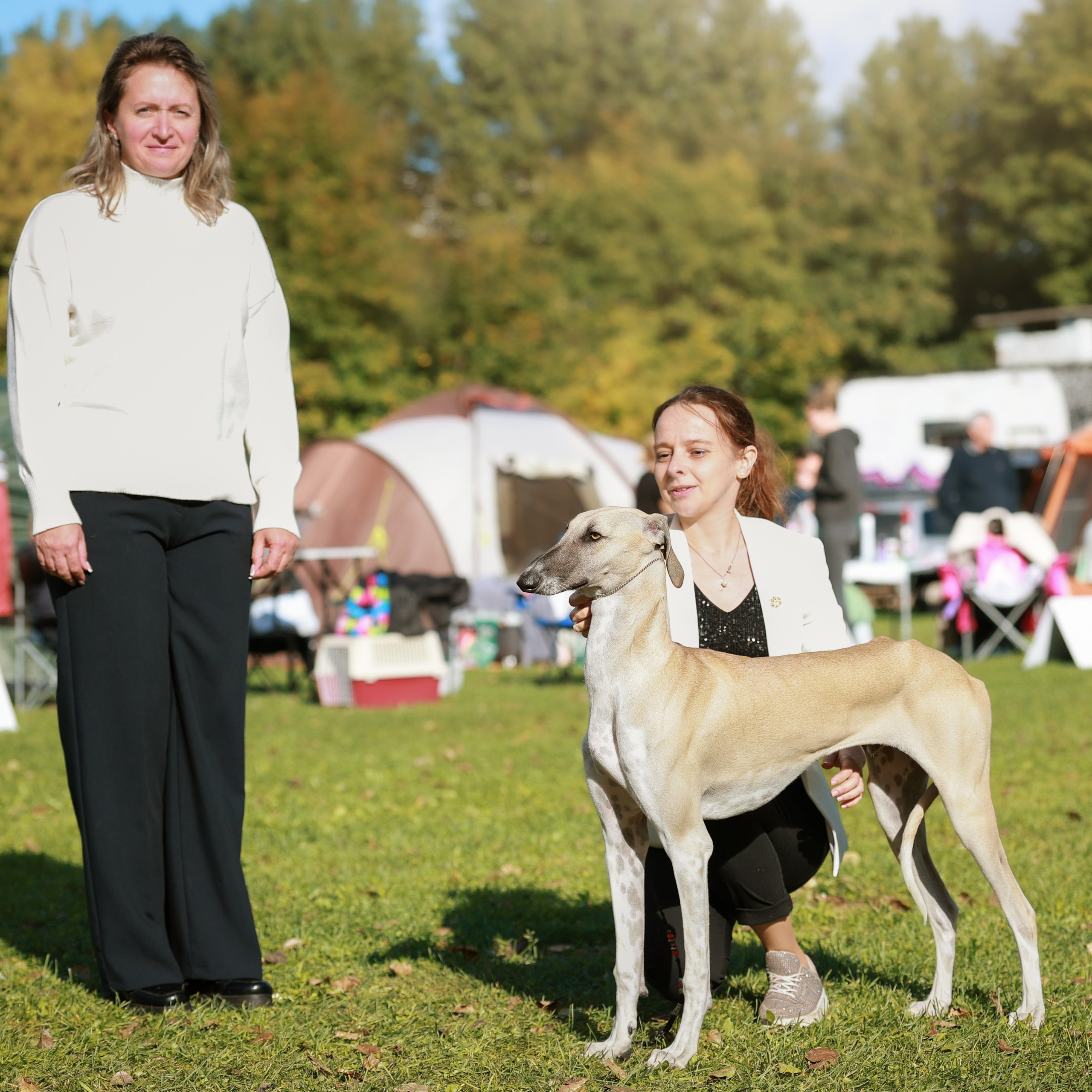 27-28.09.2025 ВЫСТАВКИ СОБАК ВСЕХ ПОРОД (САС, ЧРКФ, ЧФ). Кинологический клуб РКФ РФСС СЕНСАЦИЯ