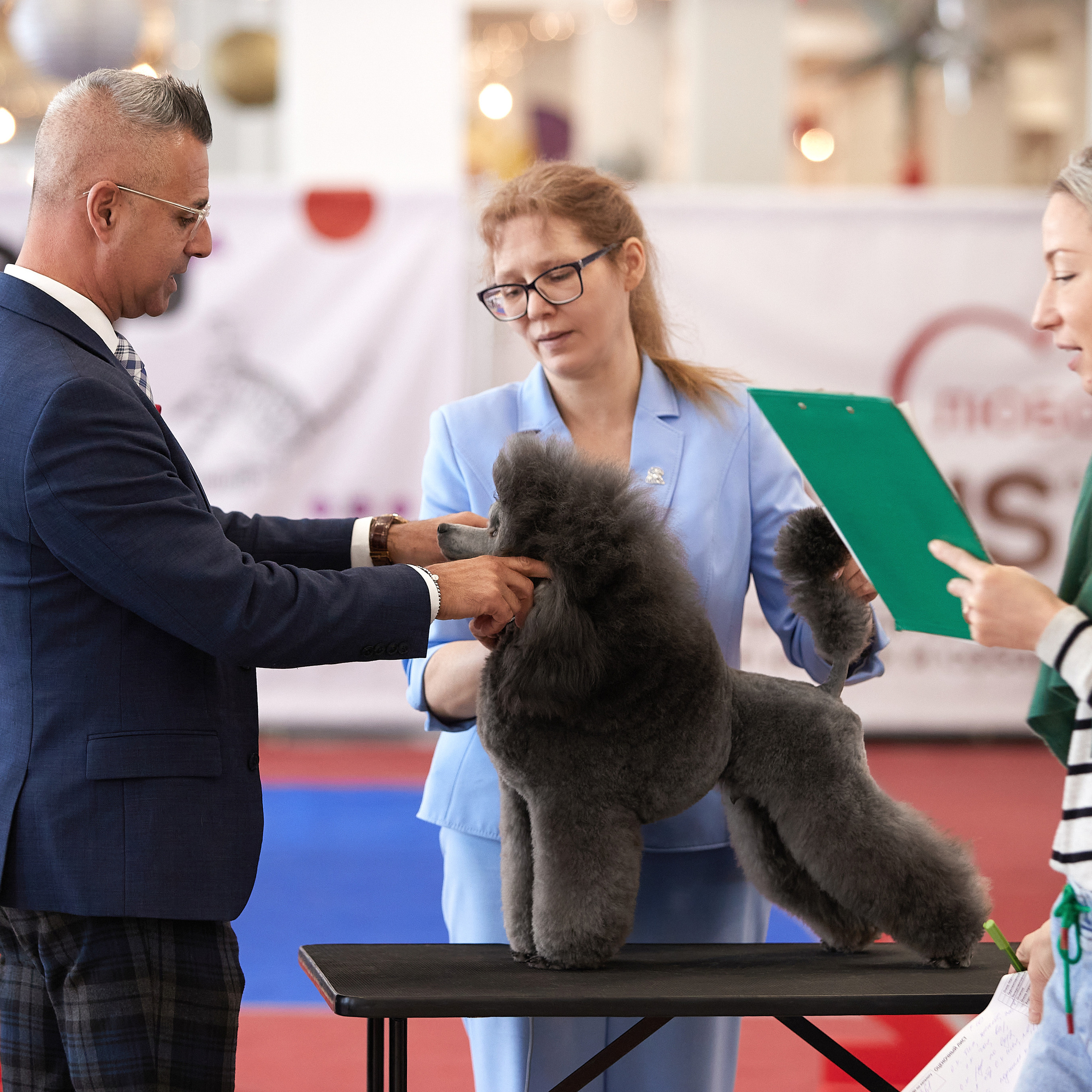 11.02.23 ВЫСТАВКА СОБАК ВСЕХ ПОРОД (CAC, ЧФ) «СЕНСАЦИЯ-2023». Кинологический клуб РКФ РФСС СЕНСАЦИЯ