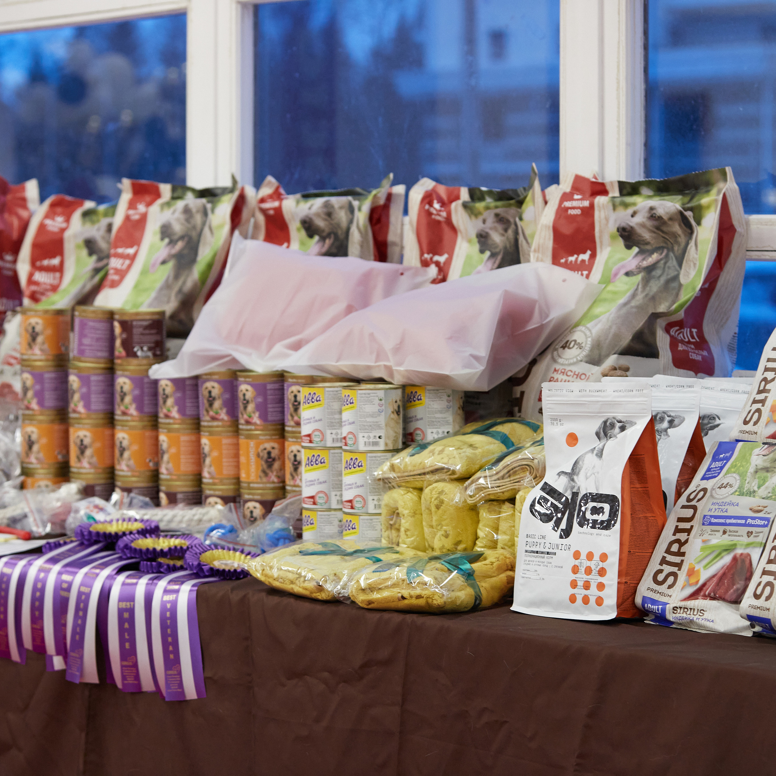 11.02.23 ВЫСТАВКА СОБАК ВСЕХ ПОРОД (CAC, ЧФ) «СЕНСАЦИЯ-2023». Кинологический клуб РКФ РФСС СЕНСАЦИЯ