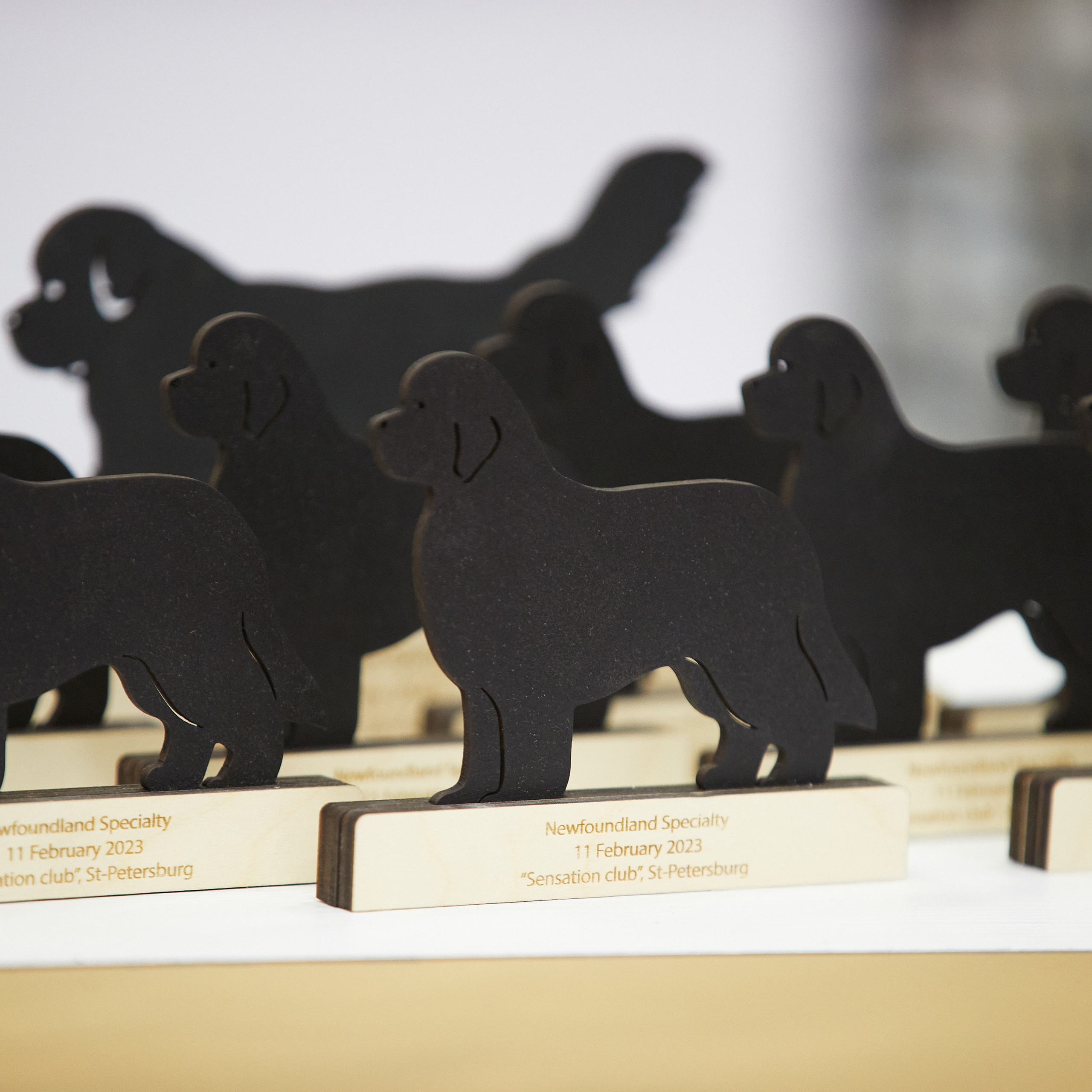 11.02.23 ВЫСТАВКА СОБАК ВСЕХ ПОРОД (CAC, ЧФ) «СЕНСАЦИЯ-2023». Кинологический клуб РКФ РФСС СЕНСАЦИЯ