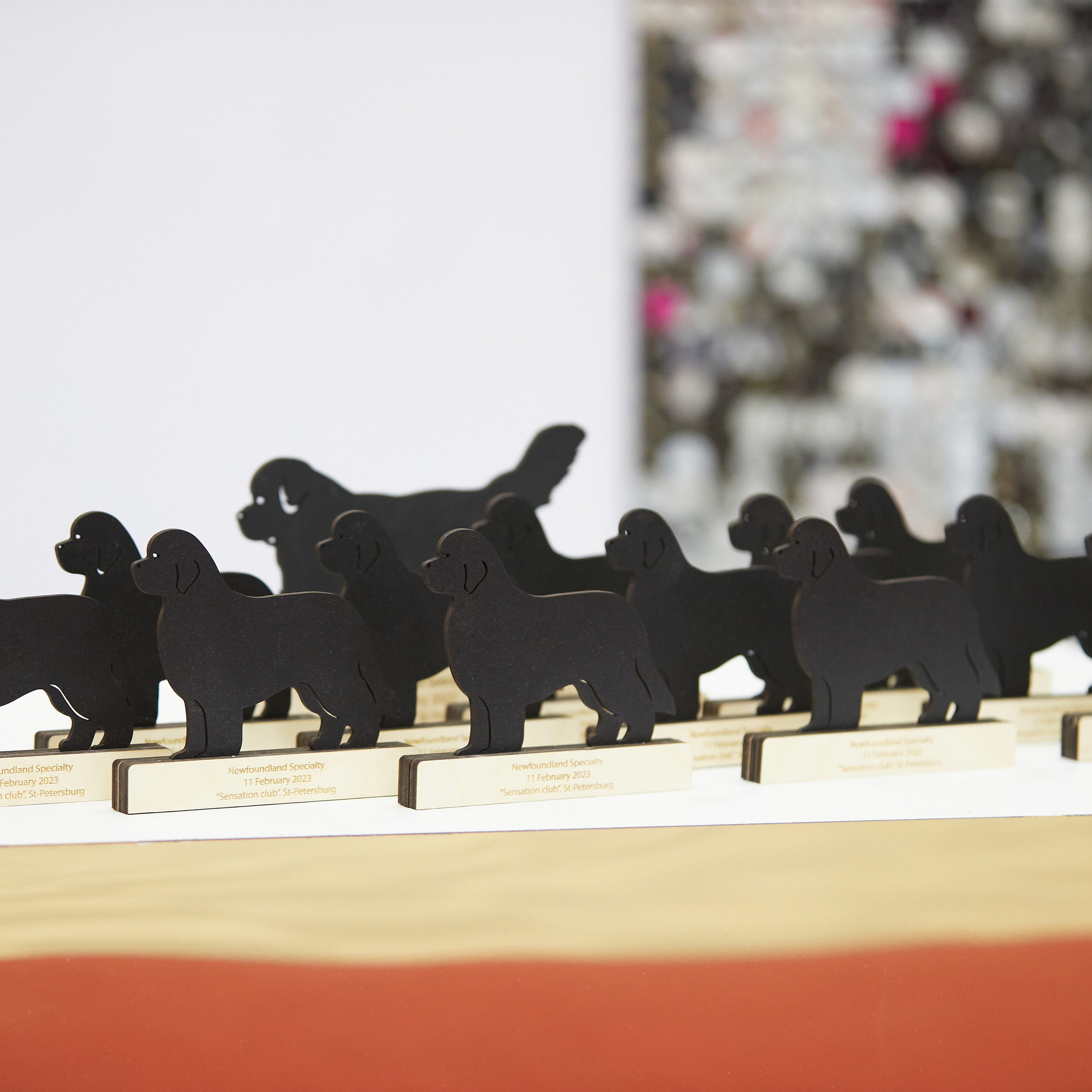 11.02.23 ВЫСТАВКА СОБАК ВСЕХ ПОРОД (CAC, ЧФ) «СЕНСАЦИЯ-2023». Кинологический клуб РКФ РФСС СЕНСАЦИЯ