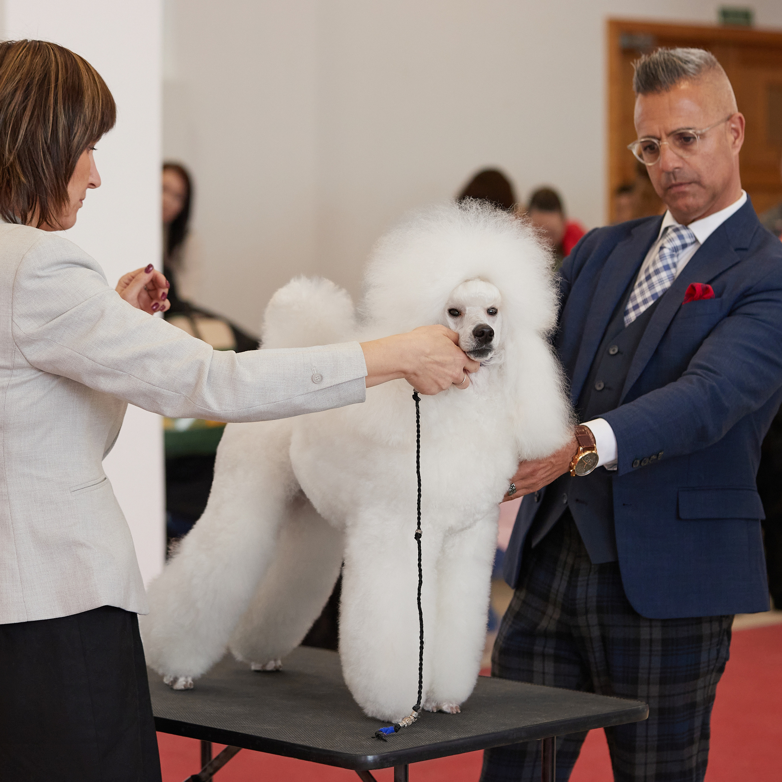 11.02.23 ВЫСТАВКА СОБАК ВСЕХ ПОРОД (CAC, ЧФ) «СЕНСАЦИЯ-2023». Кинологический клуб РКФ РФСС СЕНСАЦИЯ