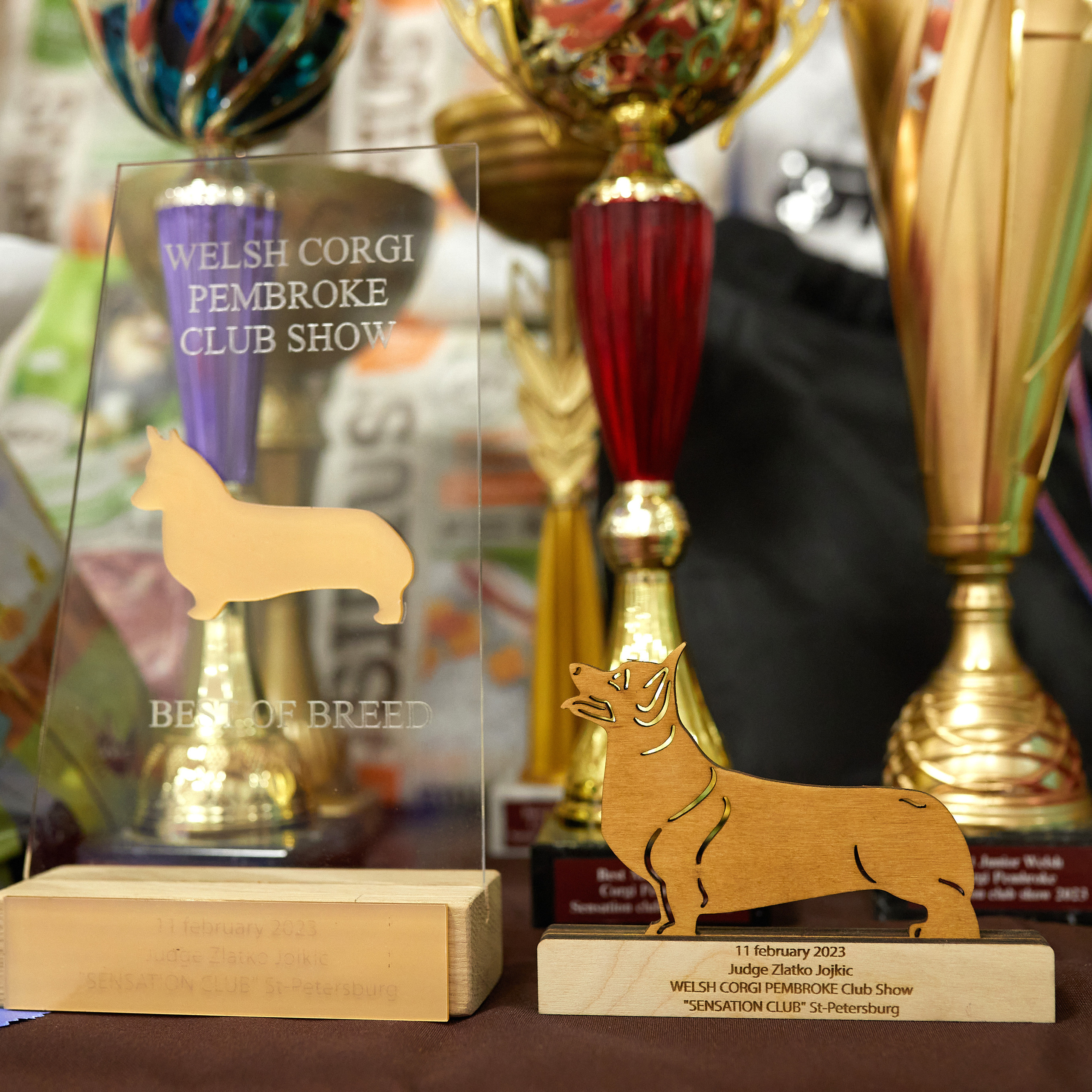 11.02.23 ВЫСТАВКА СОБАК ВСЕХ ПОРОД (CAC, ЧФ) «СЕНСАЦИЯ-2023». Кинологический клуб РКФ РФСС СЕНСАЦИЯ