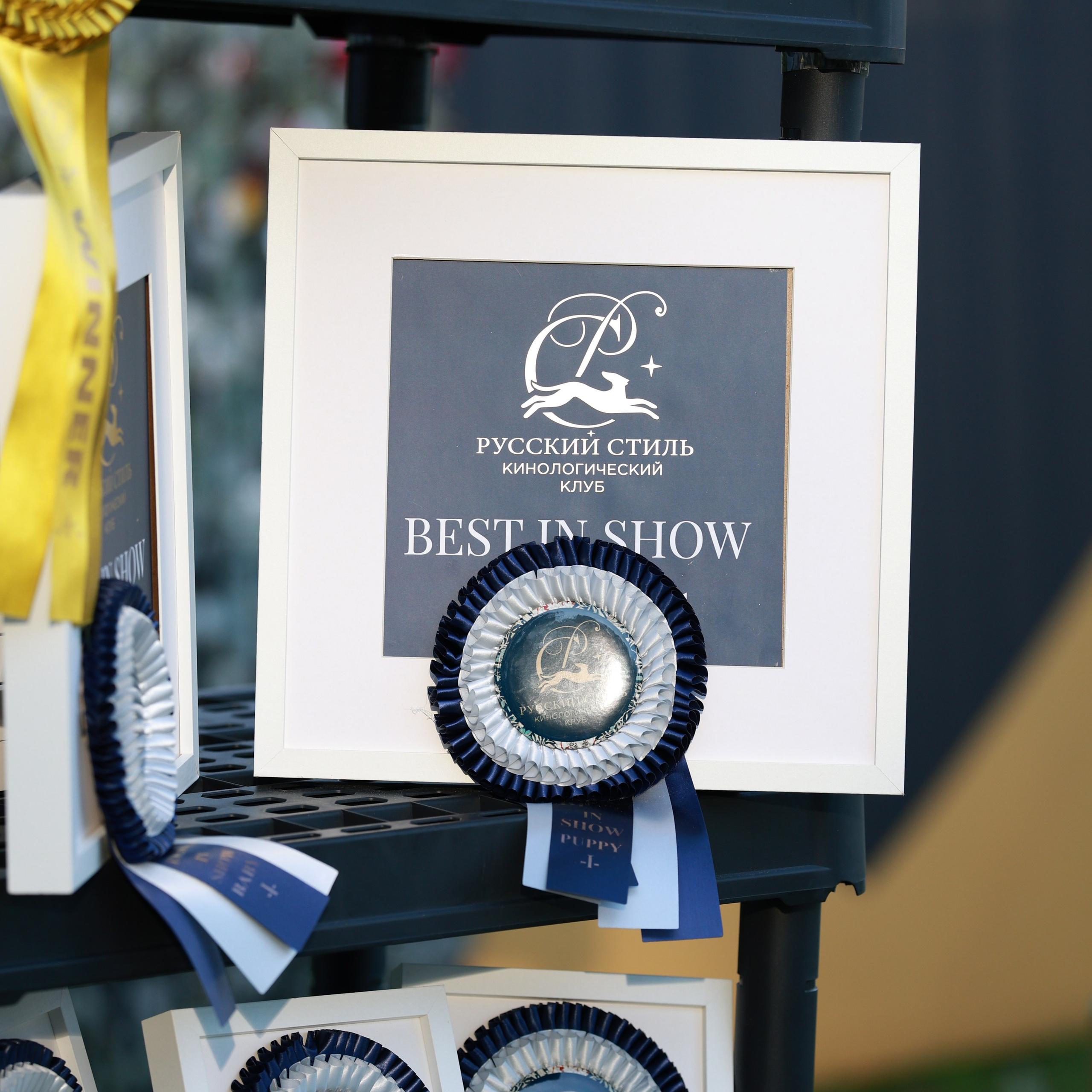 27-28.09.2025 ВЫСТАВКИ СОБАК ВСЕХ ПОРОД (САС, ЧРКФ, ЧФ). Кинологический клуб РКФ РФСС СЕНСАЦИЯ