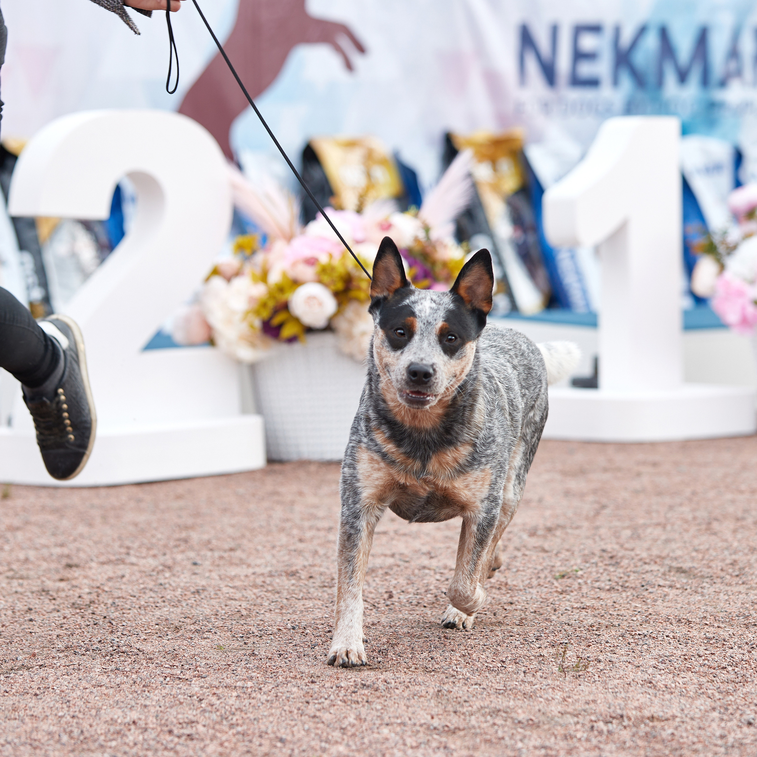 18.09.22 ВЫСТАВКА СОБАК ВСЕХ ПОРОД (CAC, ЧФ) «СЕНСАЦИЯ-2022». Кинологический клуб РКФ РФСС СЕНСАЦИЯ