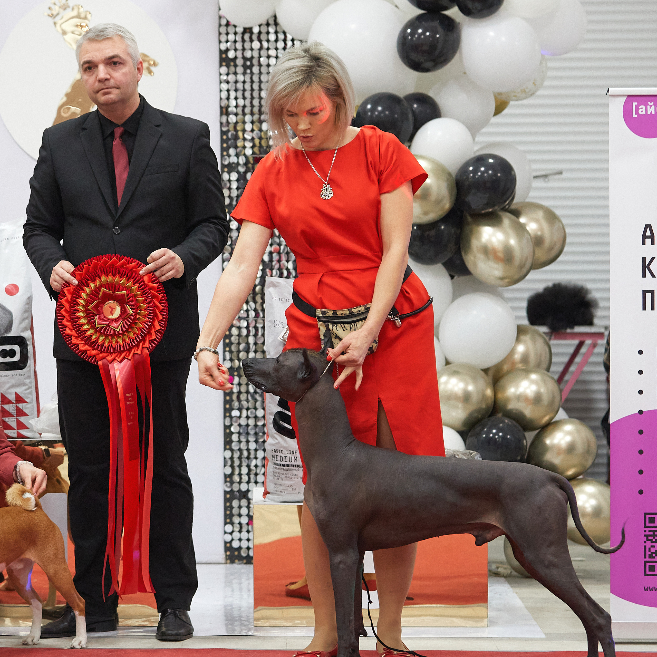 11.02.23 ВЫСТАВКА СОБАК ВСЕХ ПОРОД (CAC, ЧФ) «СЕНСАЦИЯ-2023». Кинологический клуб РКФ РФСС СЕНСАЦИЯ