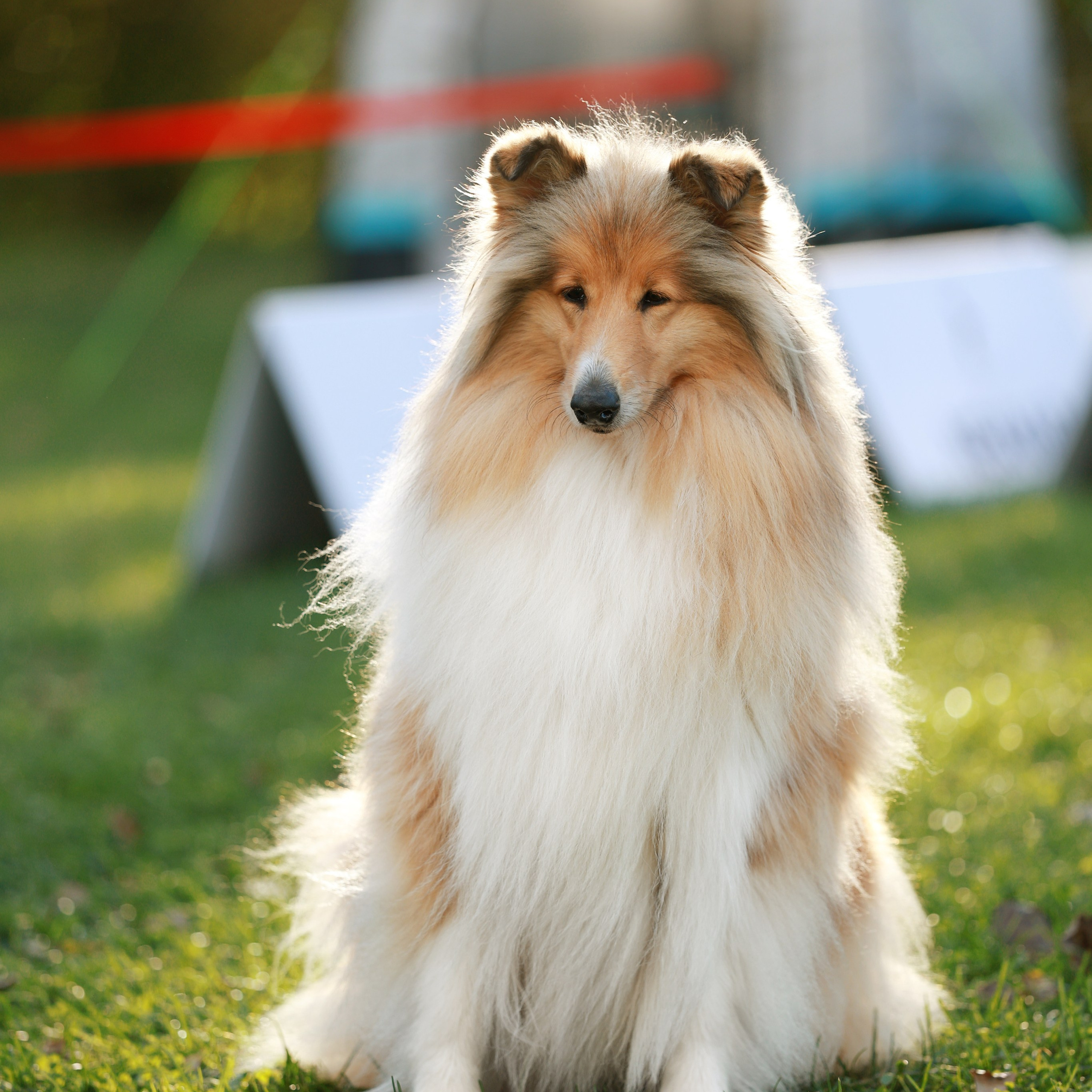 27-28.09.2025 ВЫСТАВКИ СОБАК ВСЕХ ПОРОД (САС, ЧРКФ, ЧФ). Кинологический клуб РКФ РФСС СЕНСАЦИЯ