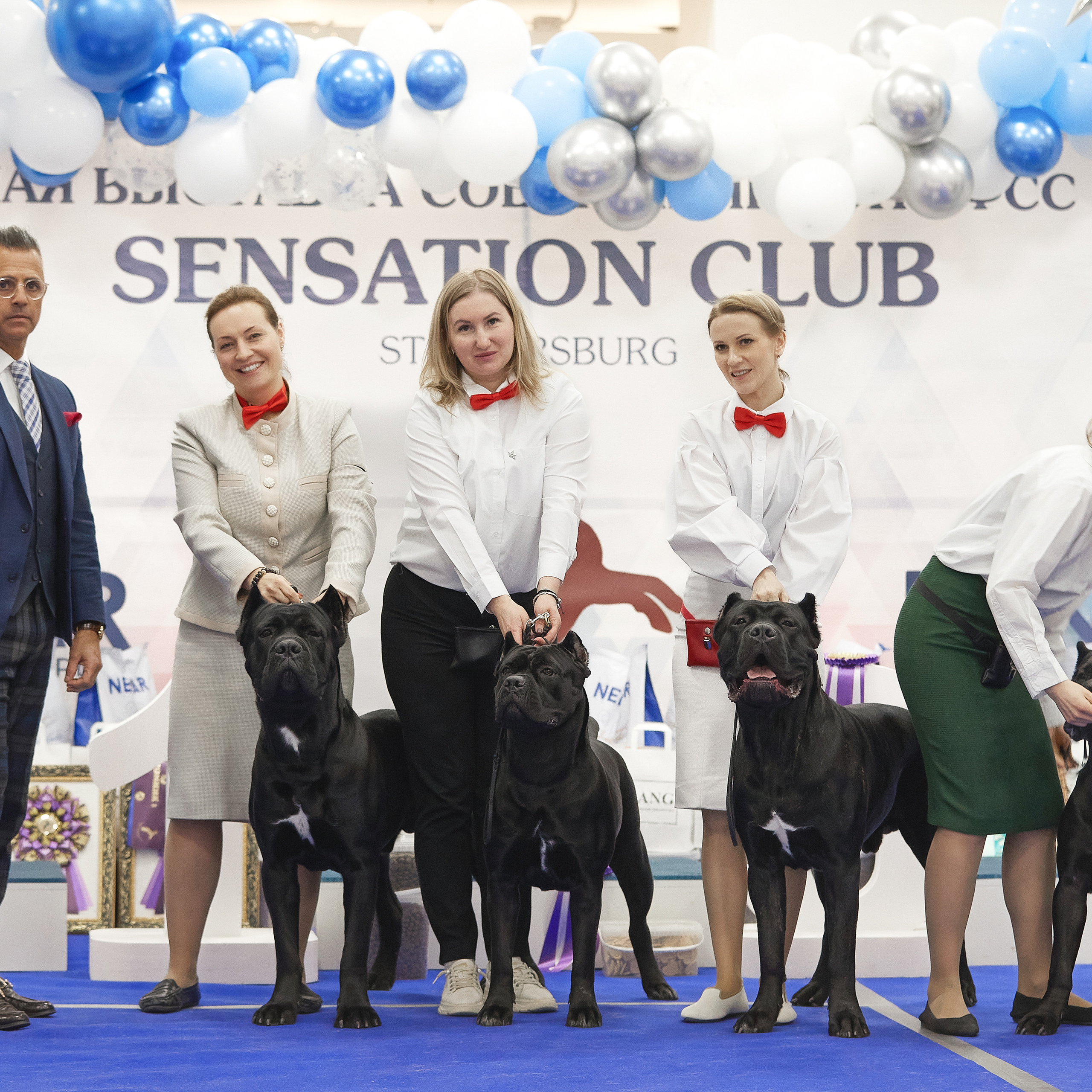 11.02.23 ВЫСТАВКА СОБАК ВСЕХ ПОРОД (CAC, ЧФ) «СЕНСАЦИЯ-2023». Кинологический клуб РКФ РФСС СЕНСАЦИЯ