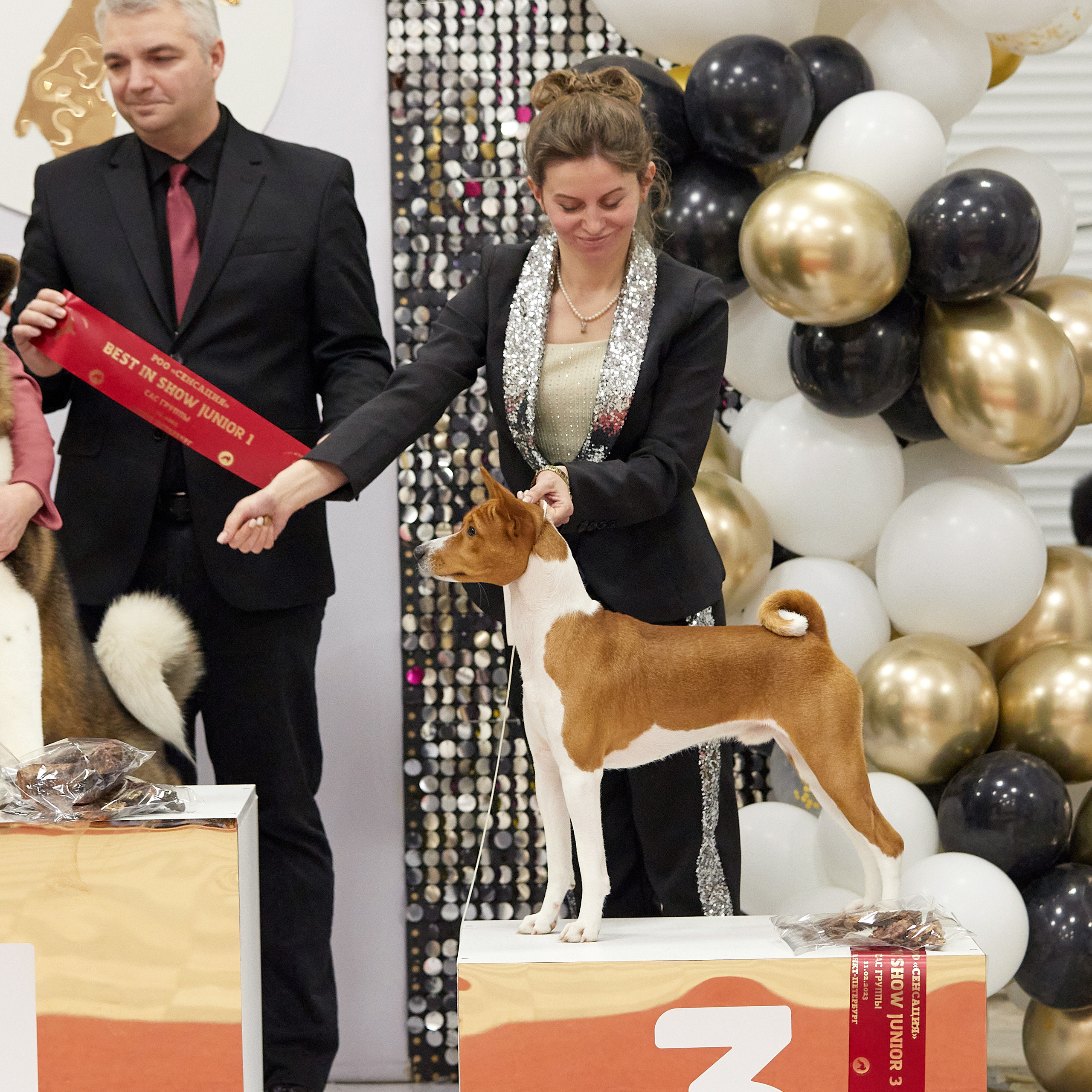 11.02.23 ВЫСТАВКА СОБАК ВСЕХ ПОРОД (CAC, ЧФ) «СЕНСАЦИЯ-2023». Кинологический клуб РКФ РФСС СЕНСАЦИЯ