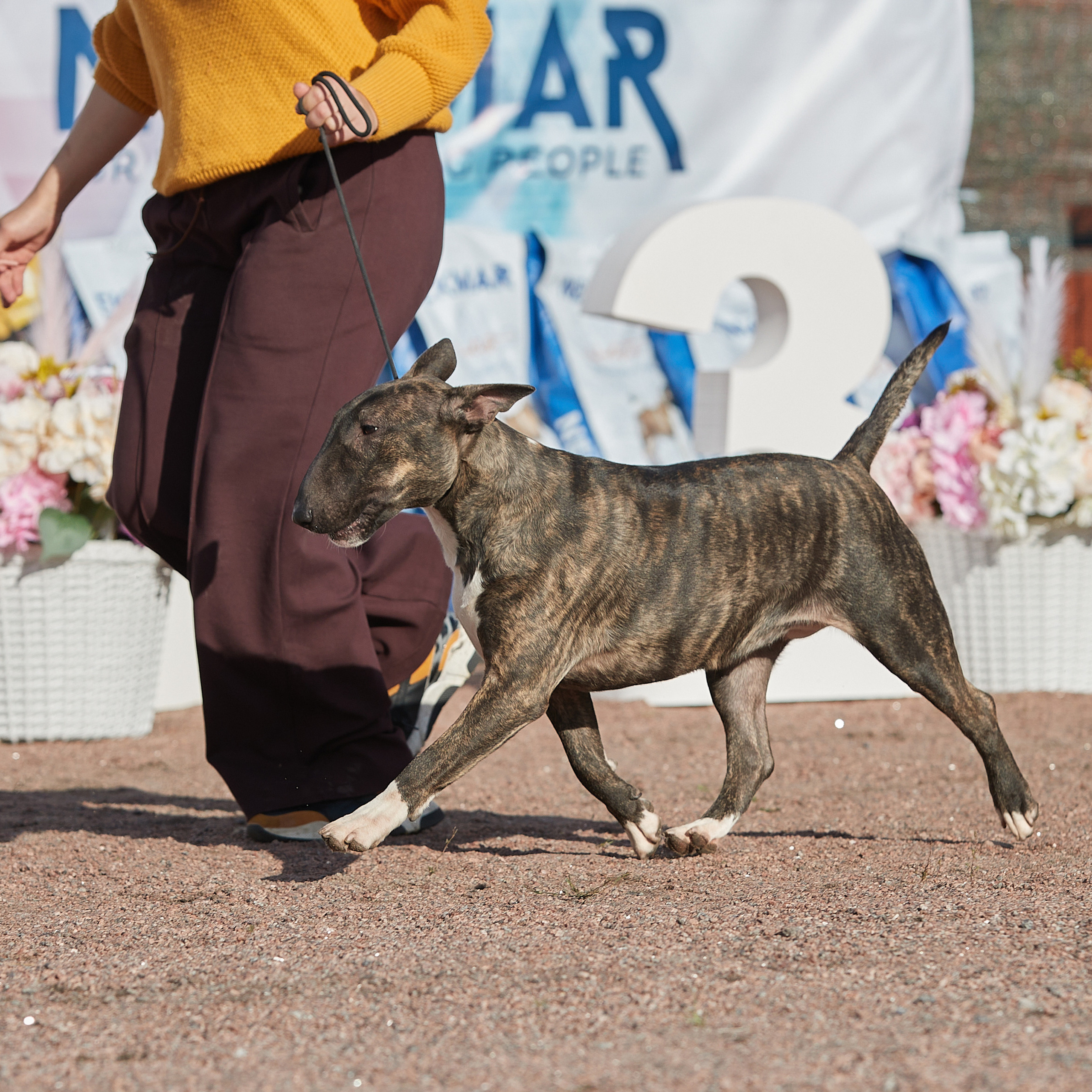 18.09.22 ВЫСТАВКА СОБАК ВСЕХ ПОРОД (CAC, ЧФ) «СЕНСАЦИЯ-2022». Кинологический клуб РКФ РФСС СЕНСАЦИЯ