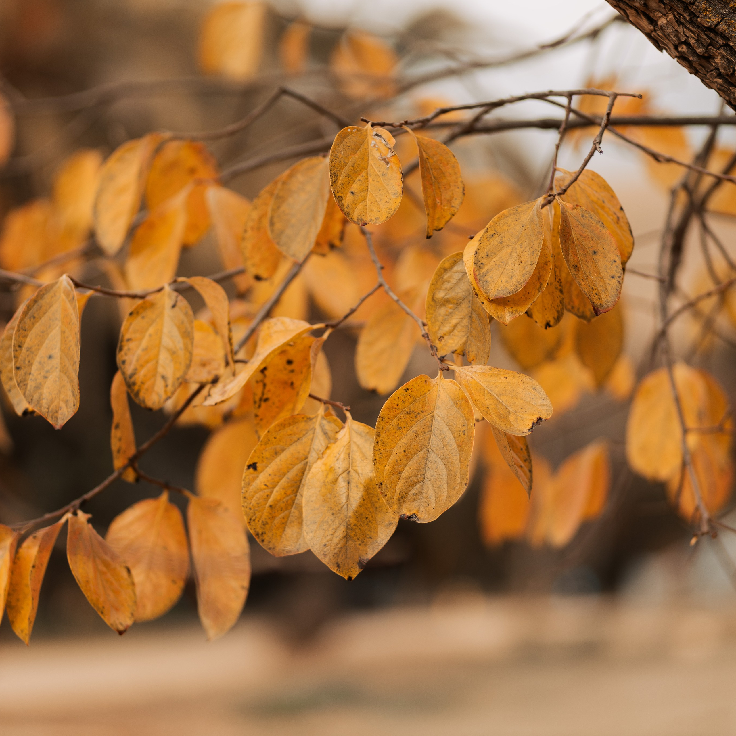 REVIEWS. Family and Event photographer in Bay Area Elena Tiuriumina