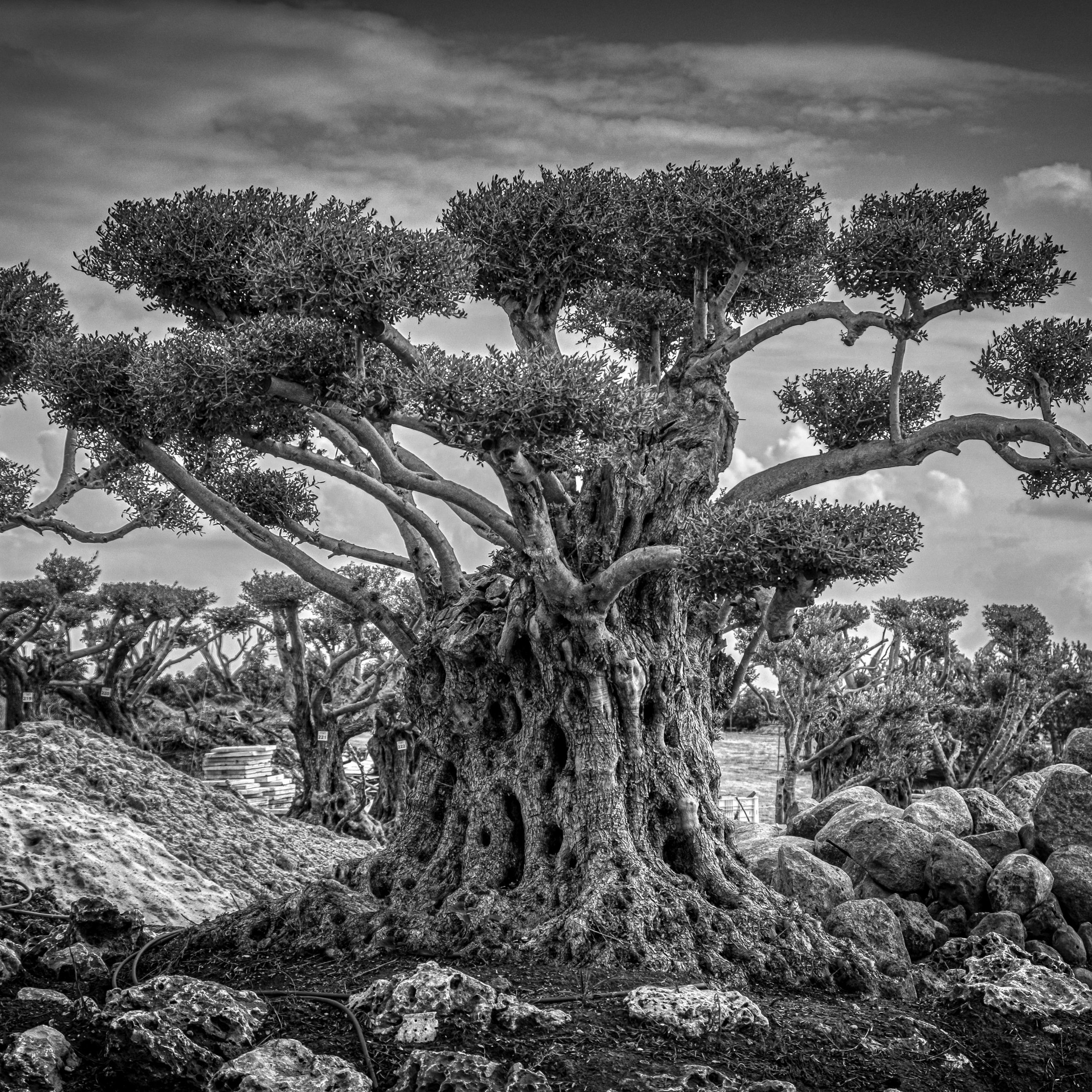 ZIMRAT. ADAS & SHAKED.