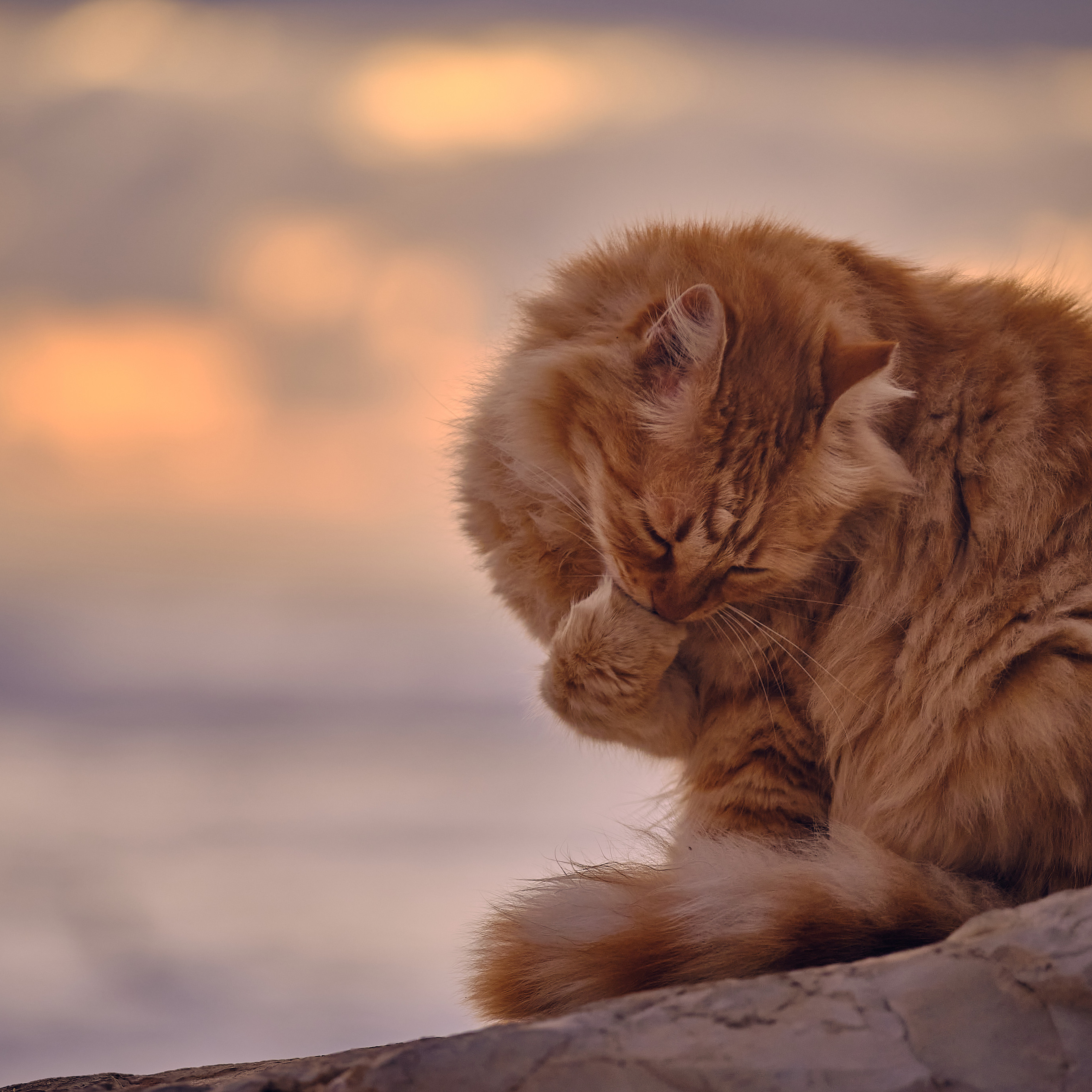 Comments. Middle East Photo Agency — Weddings, Bar & Bat Mitzvahs, Brit Milah, Theater, Magnets, Portraits