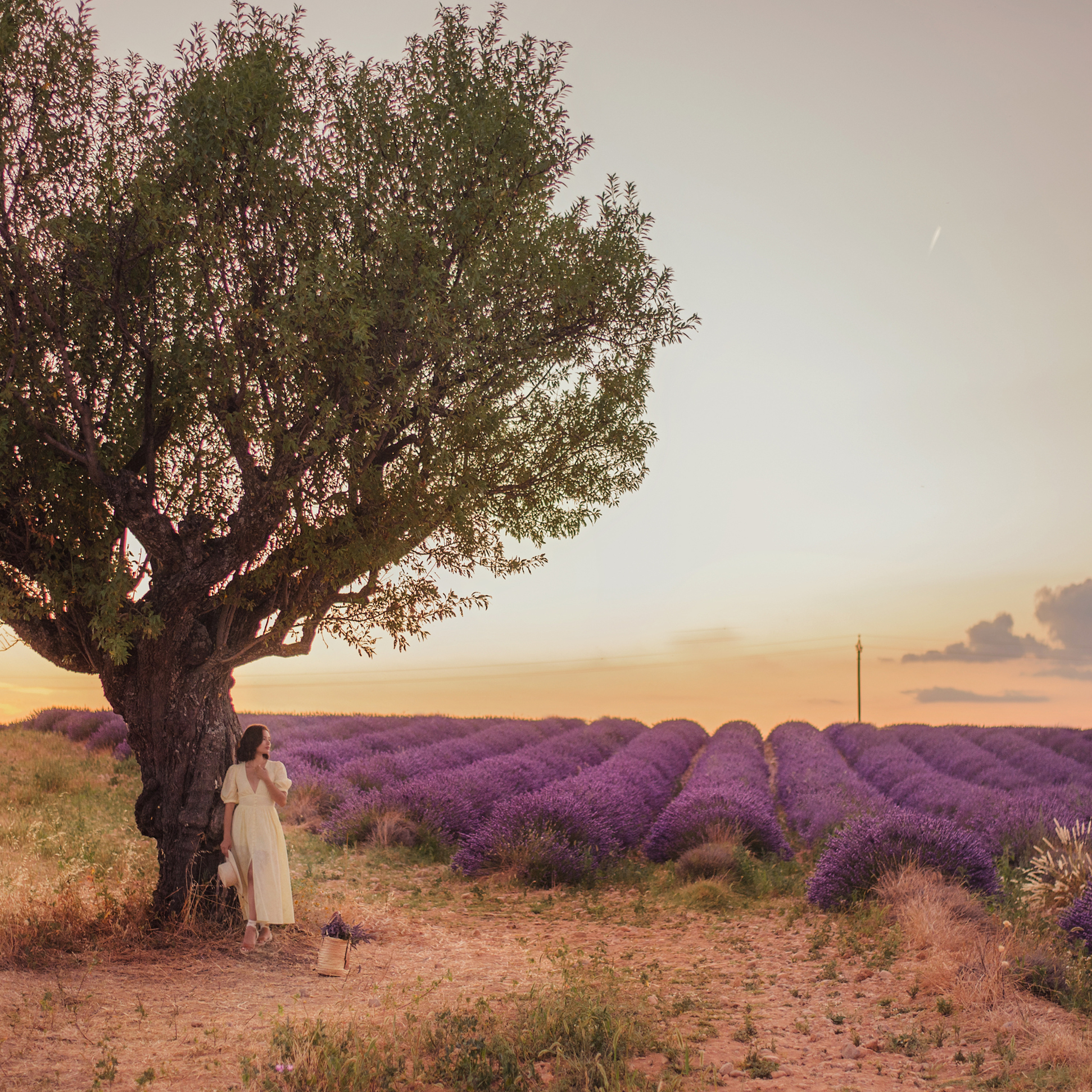 Лаванда и Прованс.
