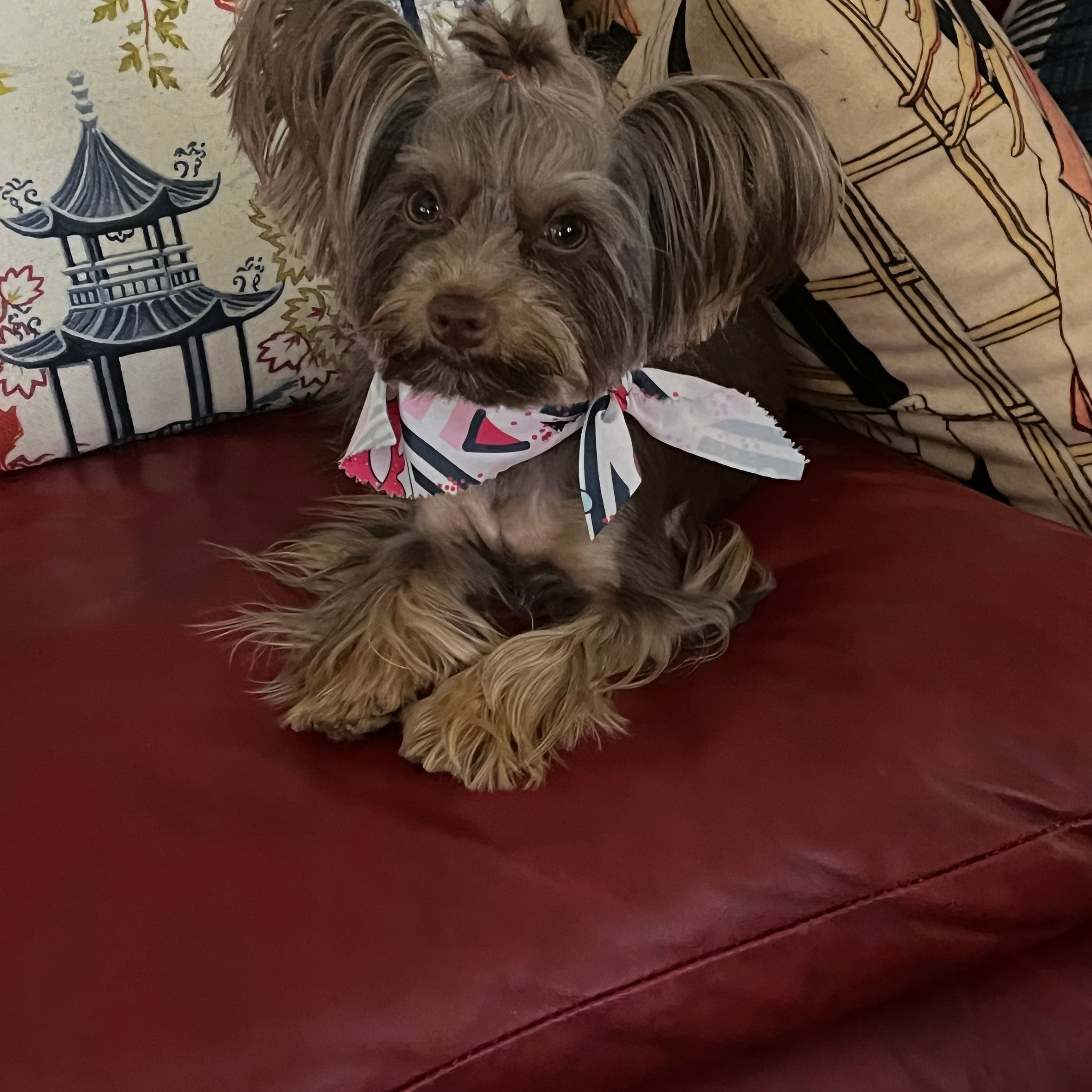 Testimonials. Doggie Stylz Pet Salon