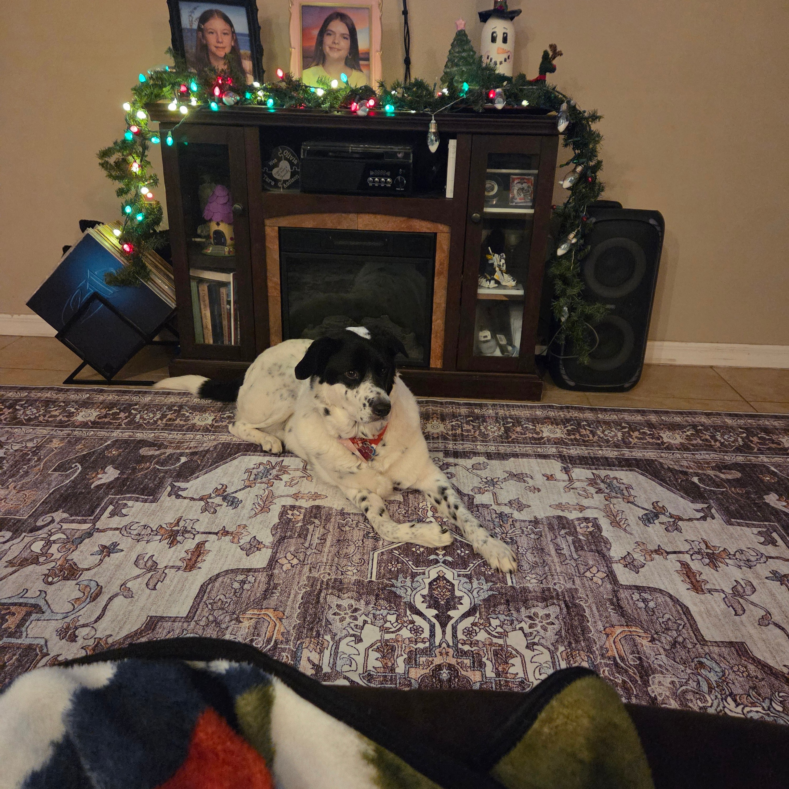 Testimonials. Doggie Stylz Pet Salon