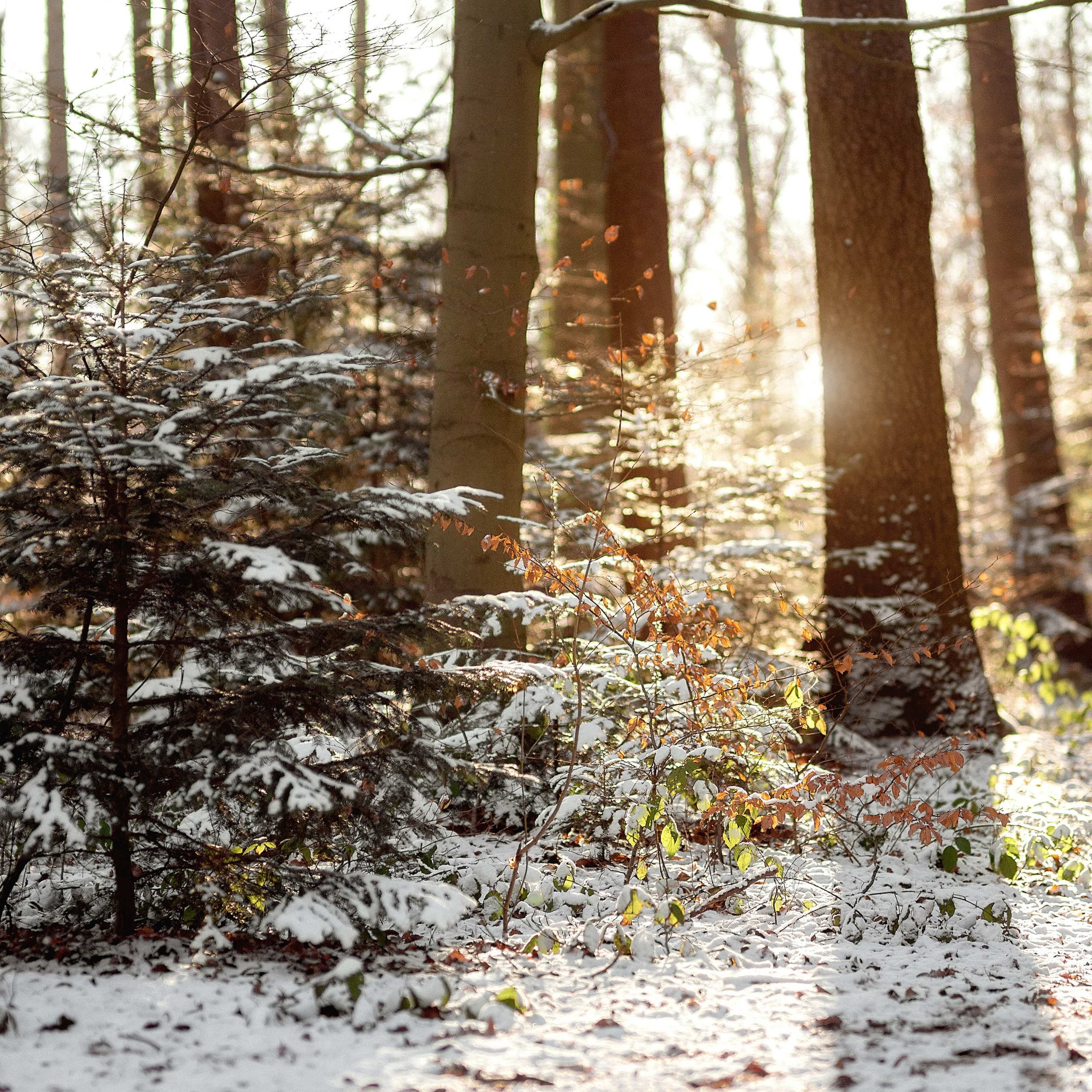 Отзывы. Свадебный и семейный фотограф в Гамбурге Екатерина Поминова