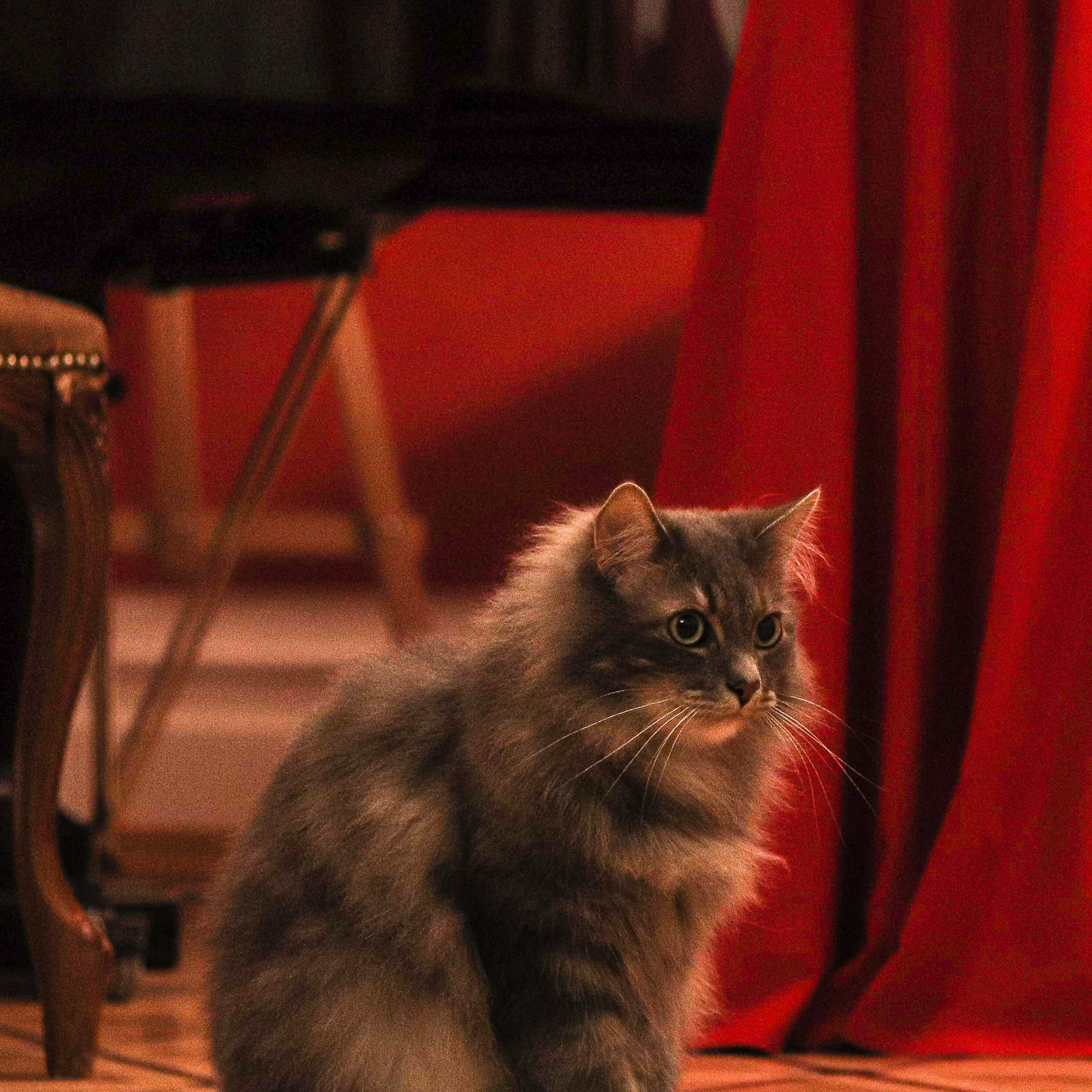 КОНЦЕРТ В&nbsp;ДОМЕ-КВАРТИРЕ БЕНУА (САНКТ-ПЕТЕРБУРГ) 2022