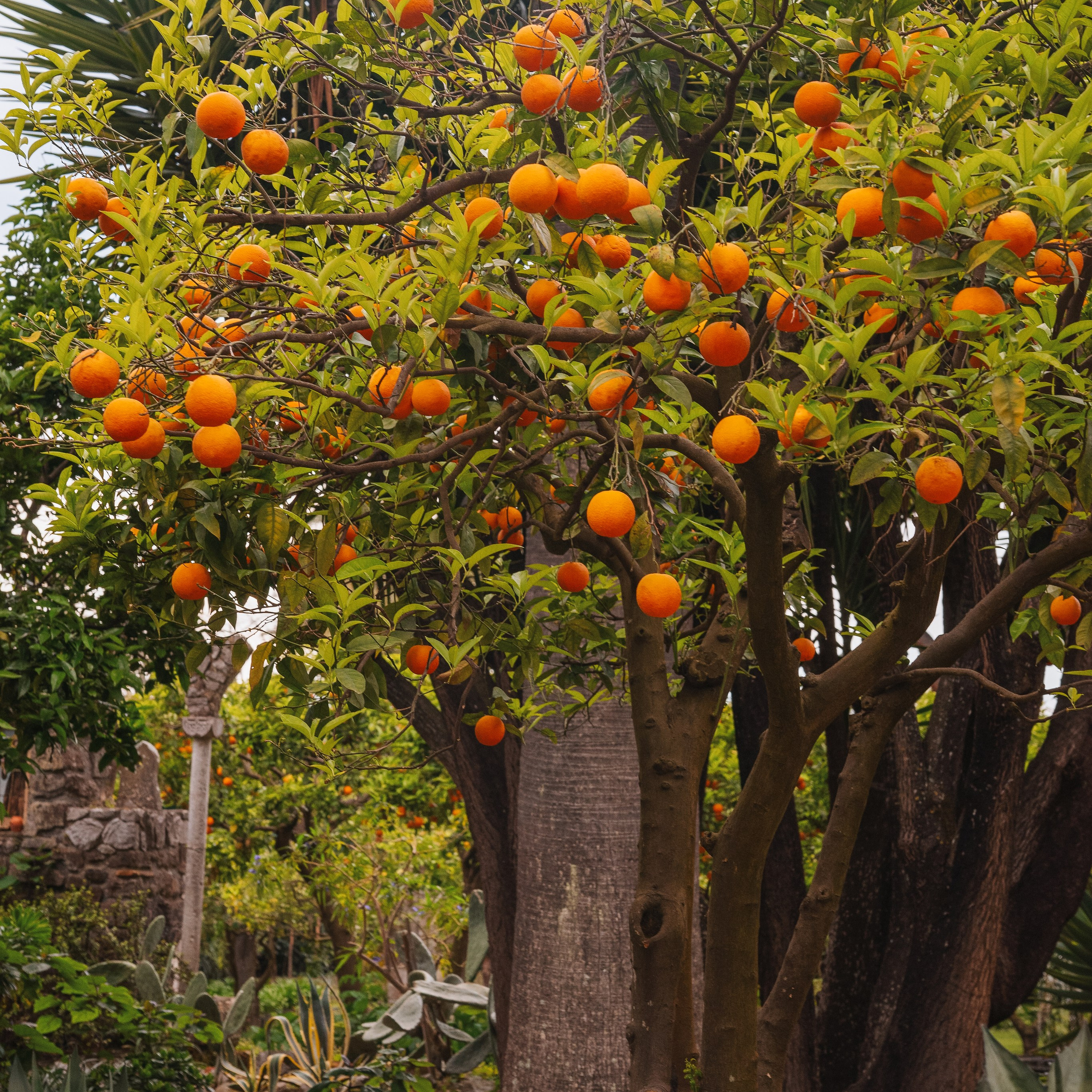 Grand Hotel Cocumella