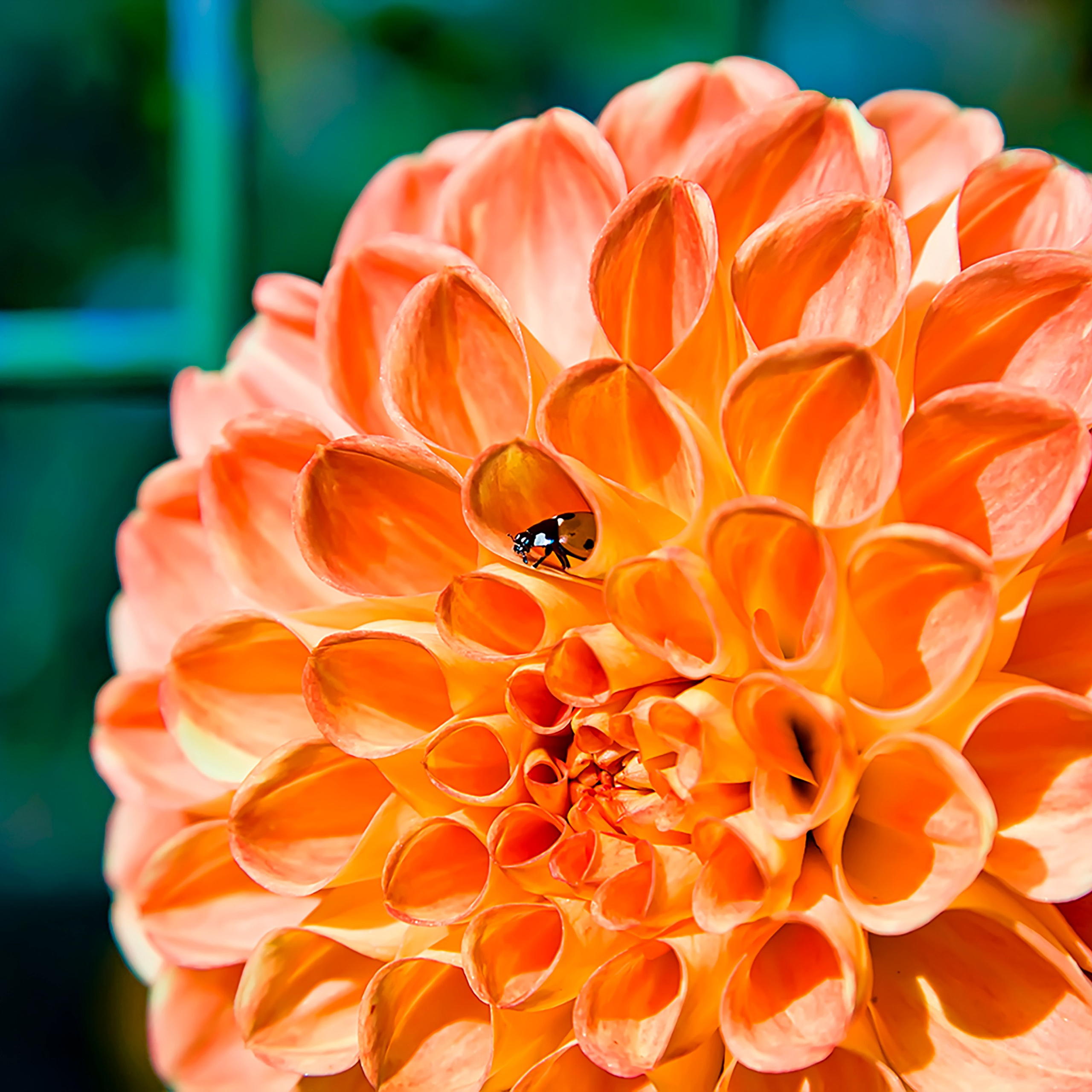 Nature&nbsp;— Flowers