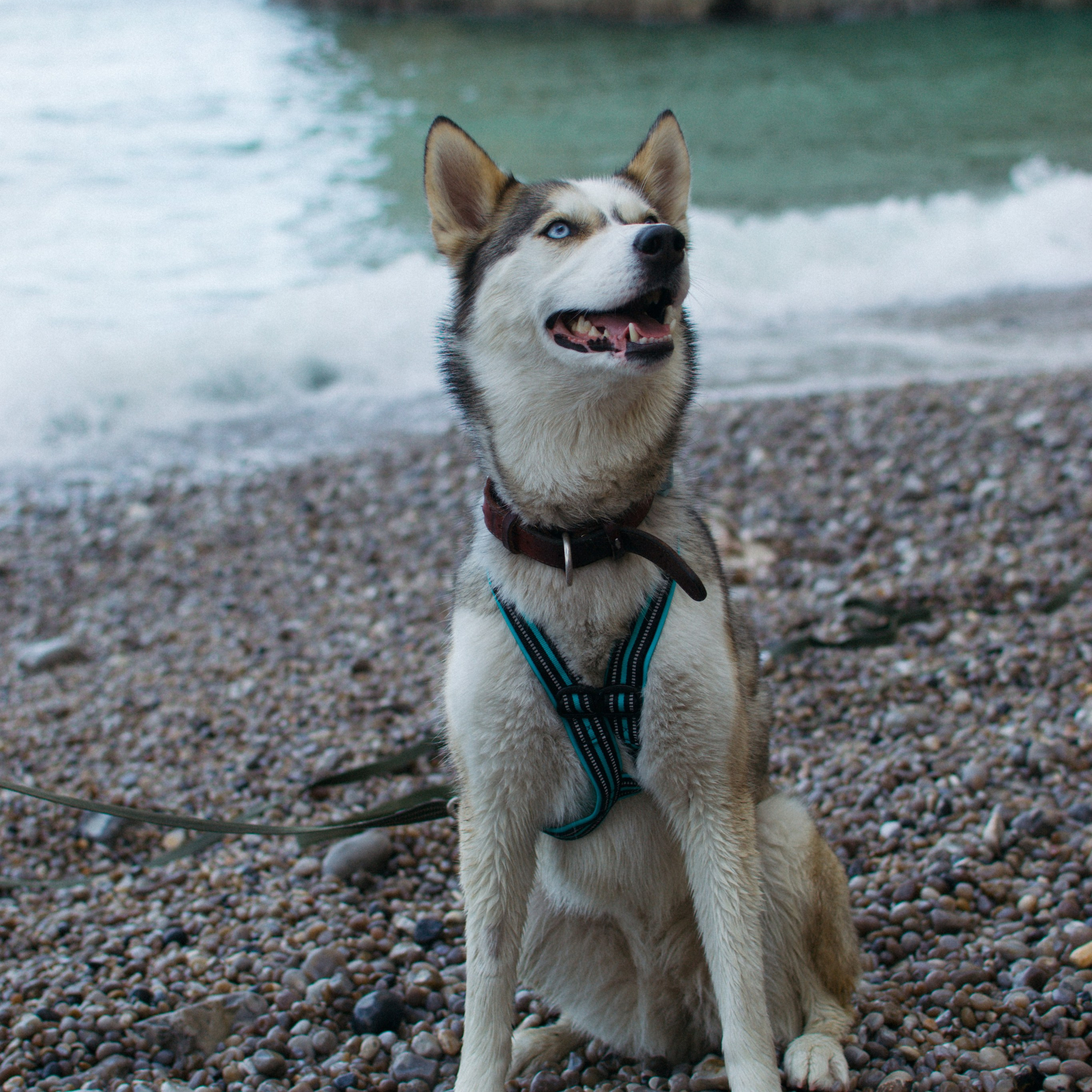 Avis. Photographe animalier à Paris Anna Pereira