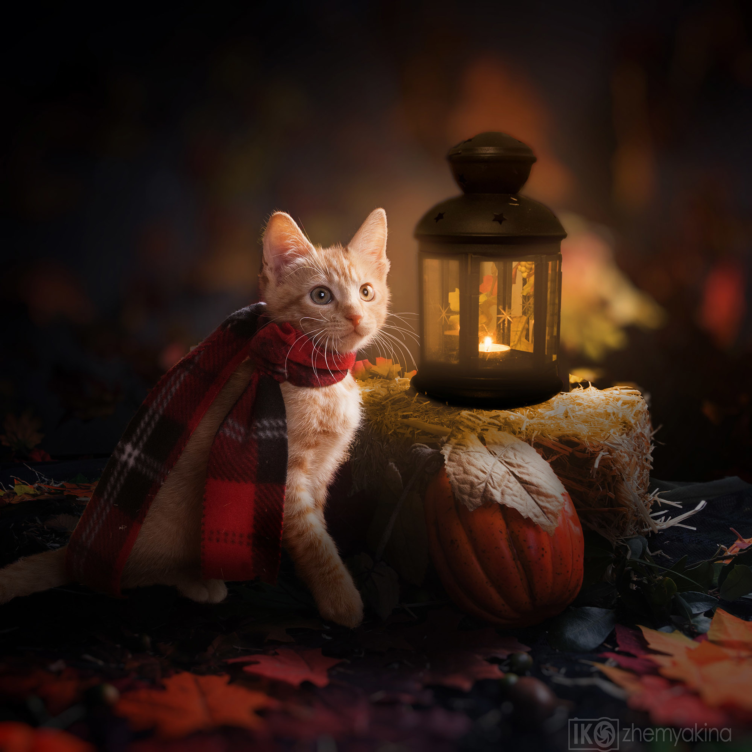 Ginger cats and kittens