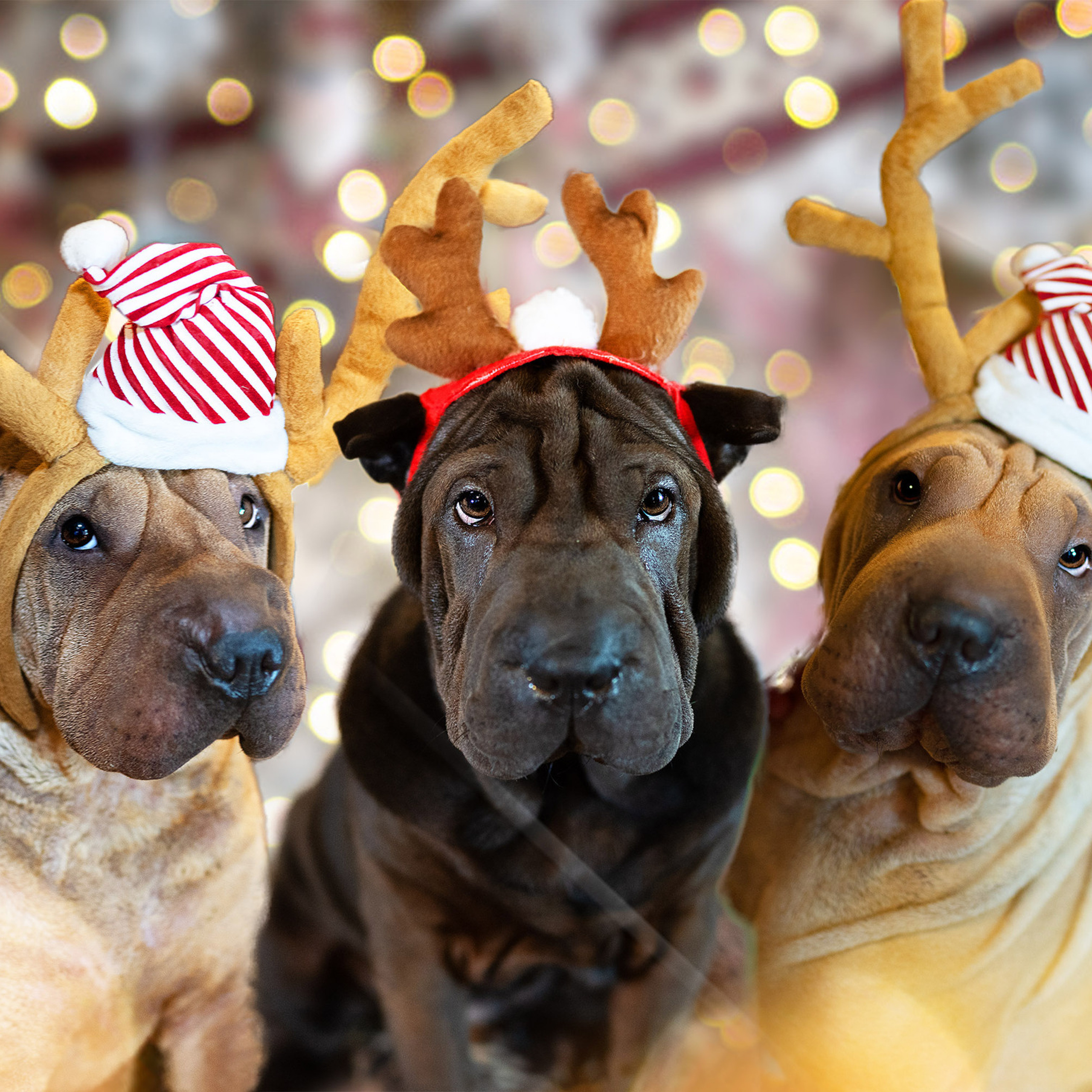 New Year’s shooting dogs