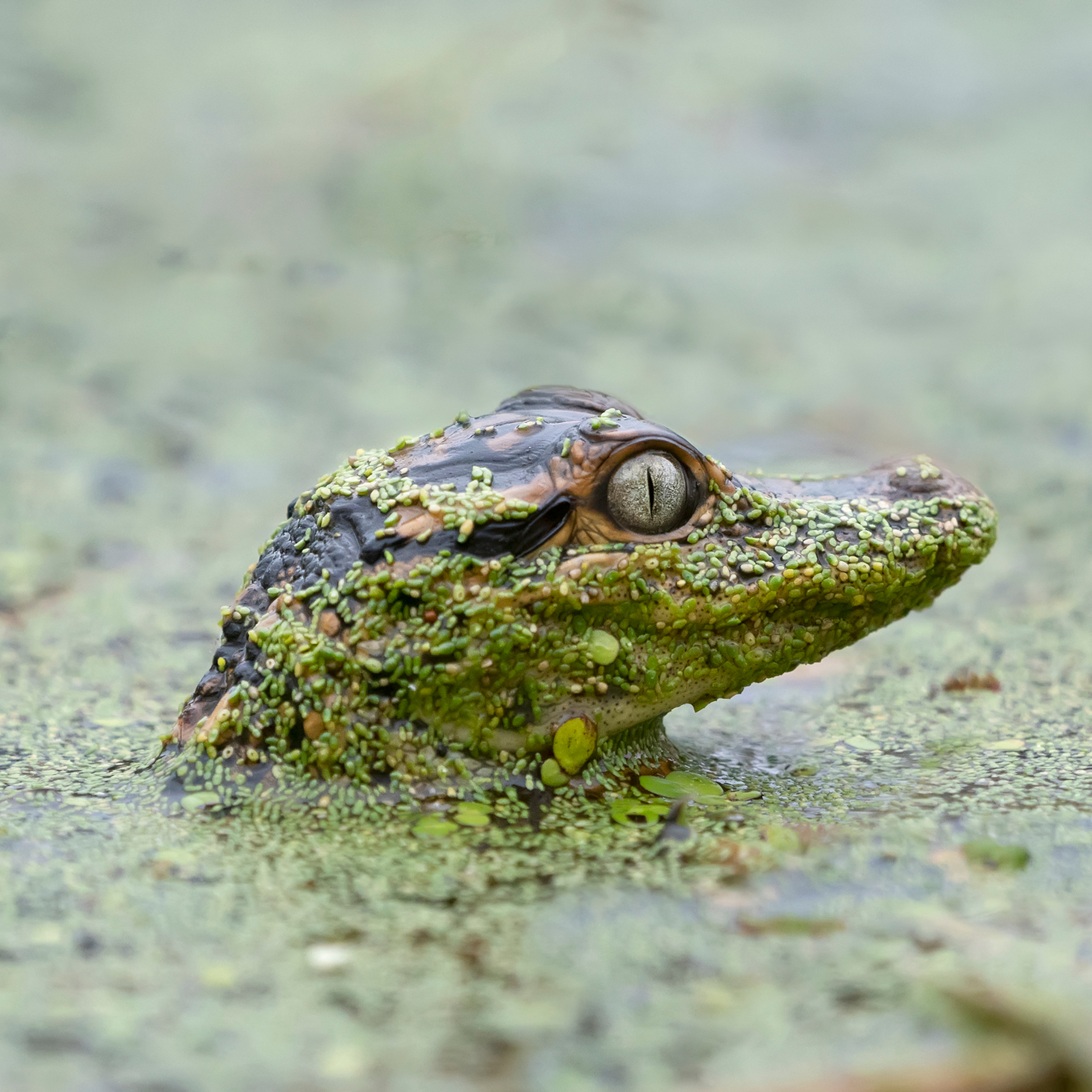 Brazos Bend State Park — Texas Parks and Wildlife
