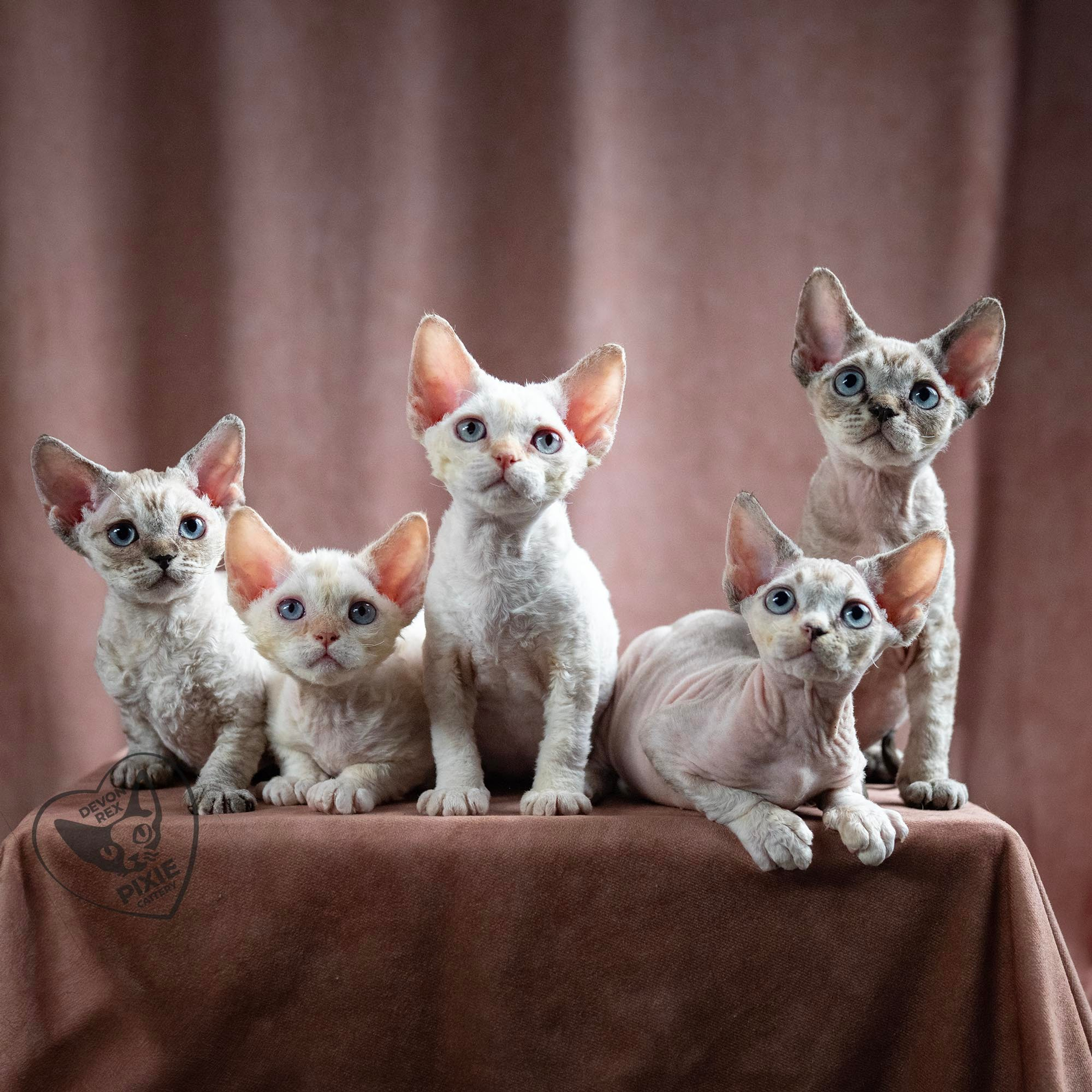 Devon Rex kittens
