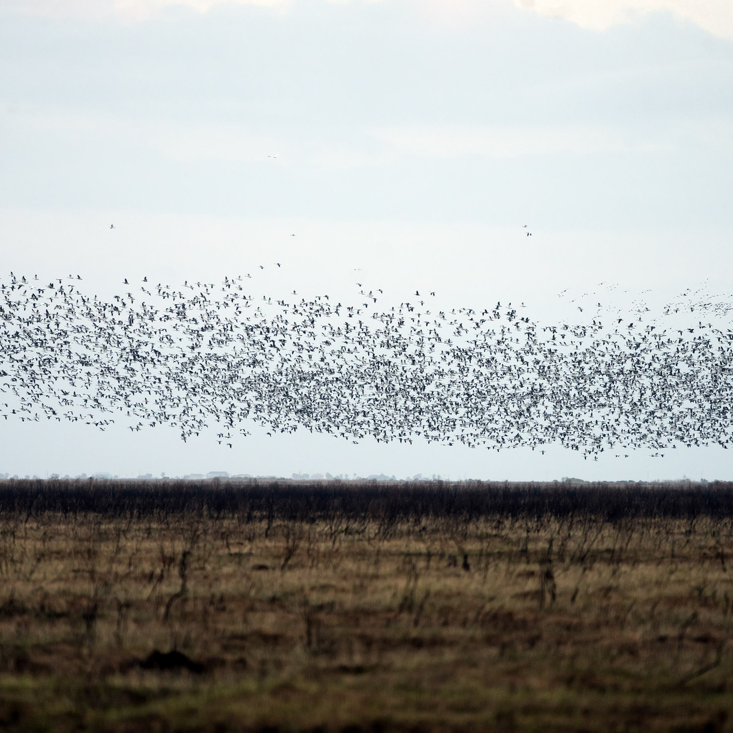 Anahuac National Wildlife Refuge
