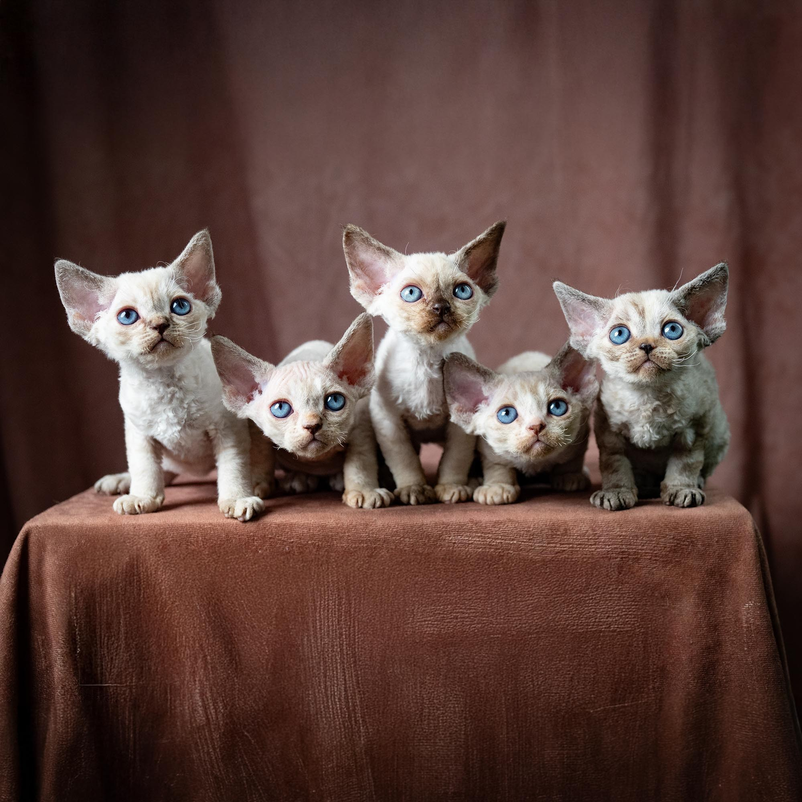 Fuji’s kittens, Devon Rex